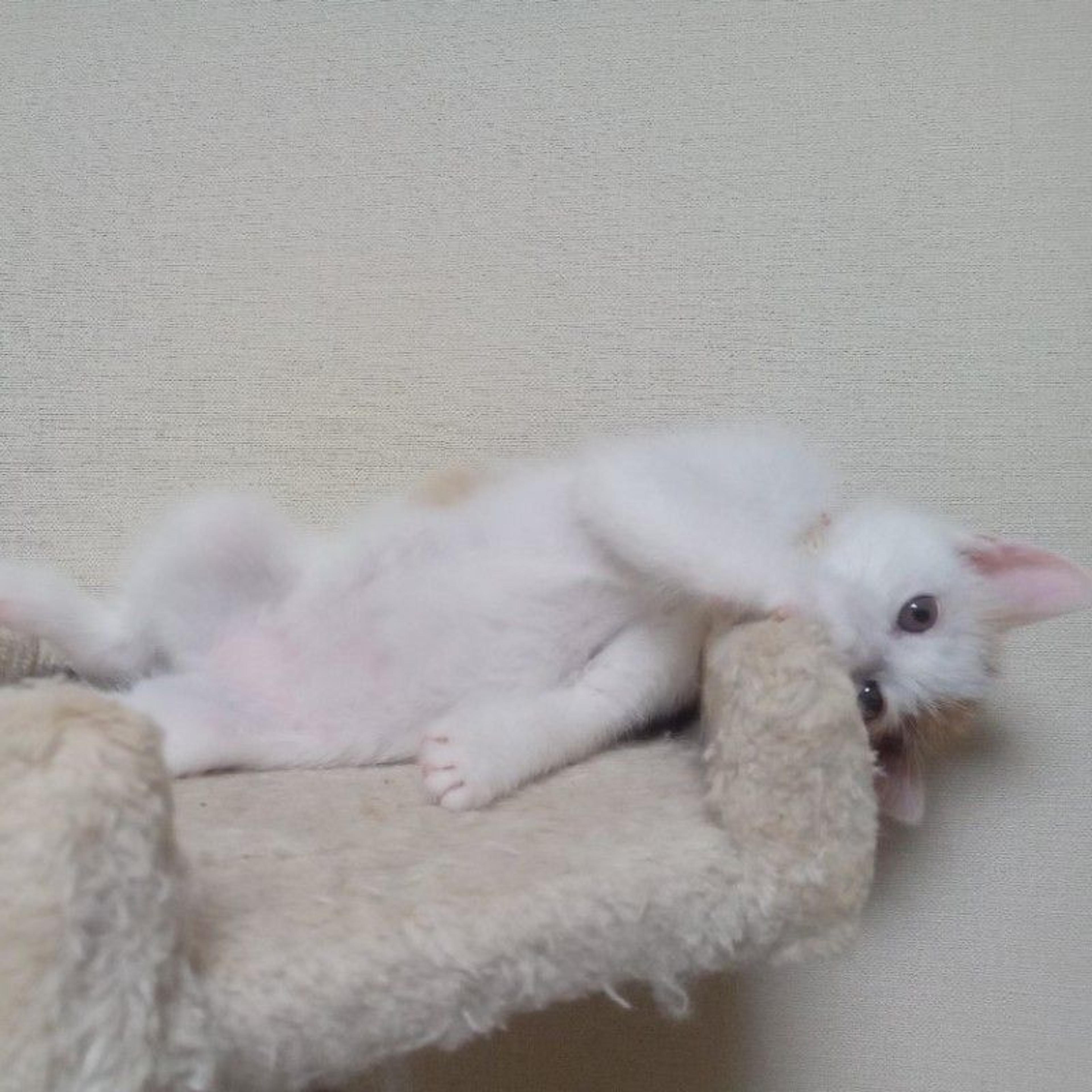 pet-image-5