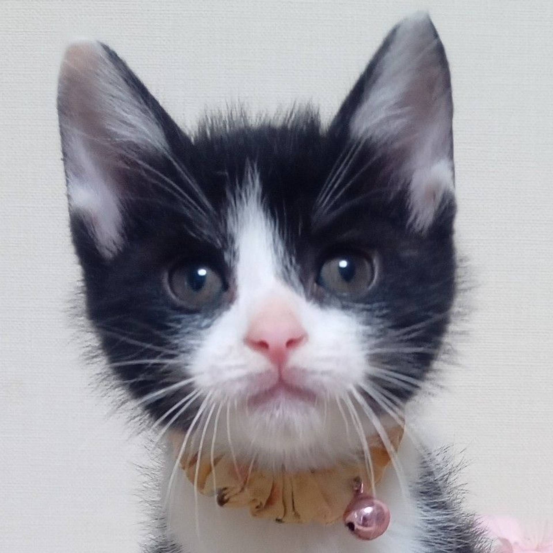 雑種（ミックス猫）・オスの里親募集の写真