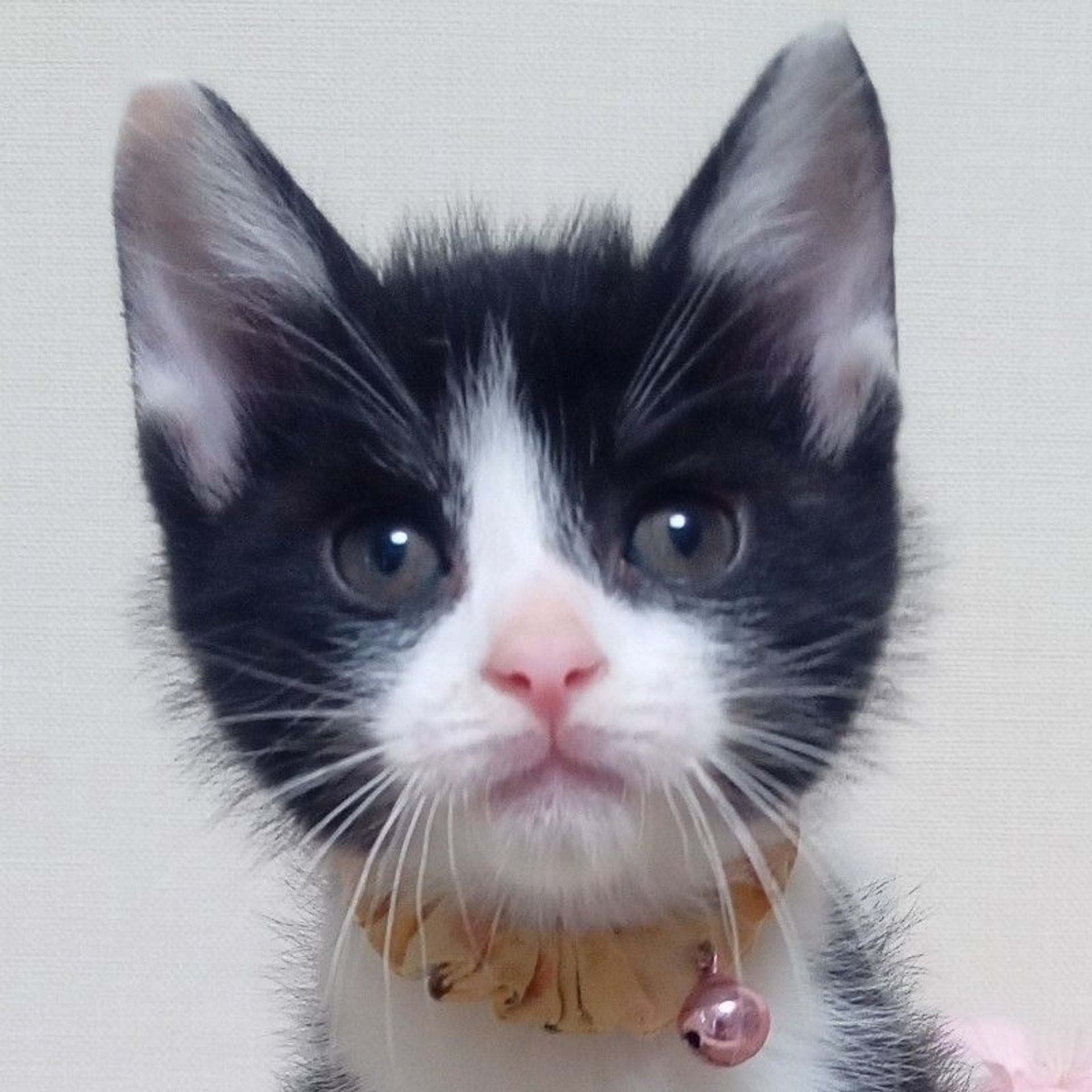 雑種（ミックス猫）・オスの里親募集の写真