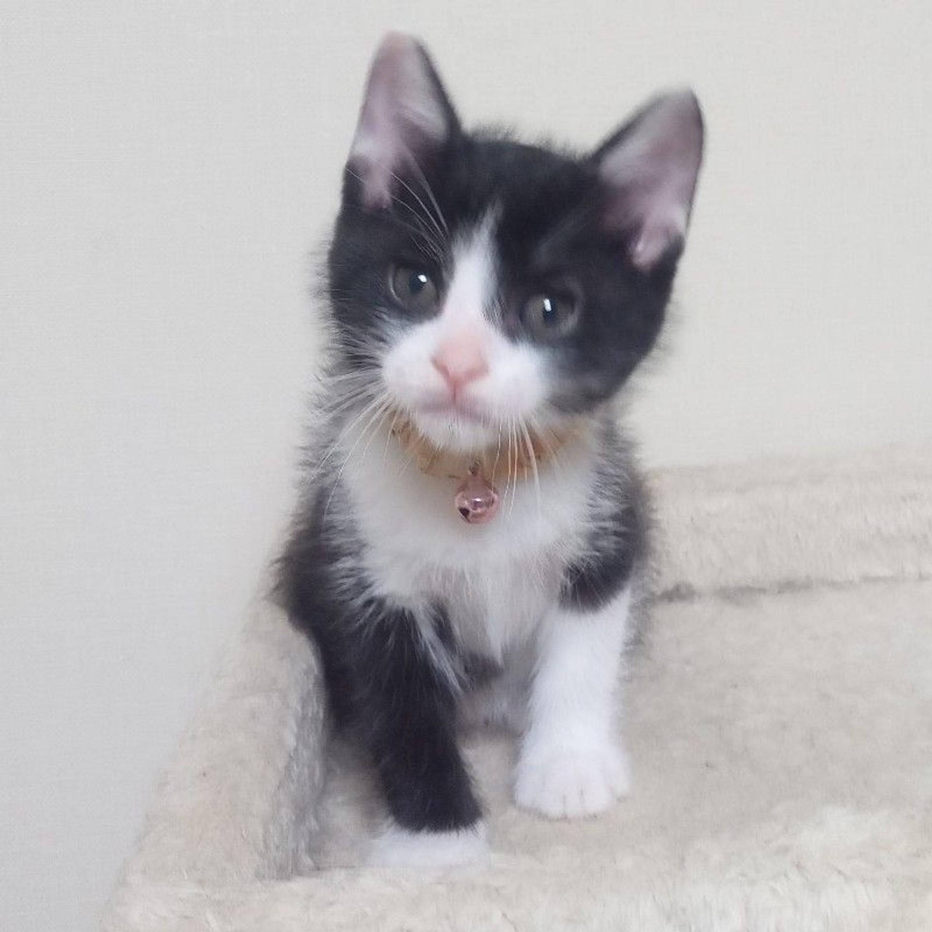 pet-image-2