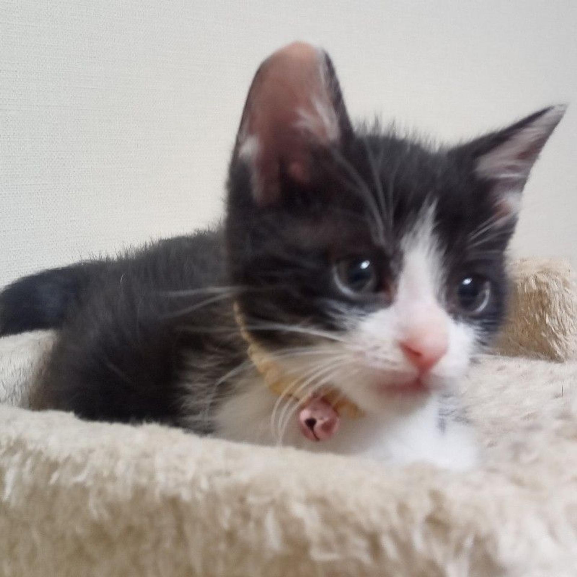 pet-image-3