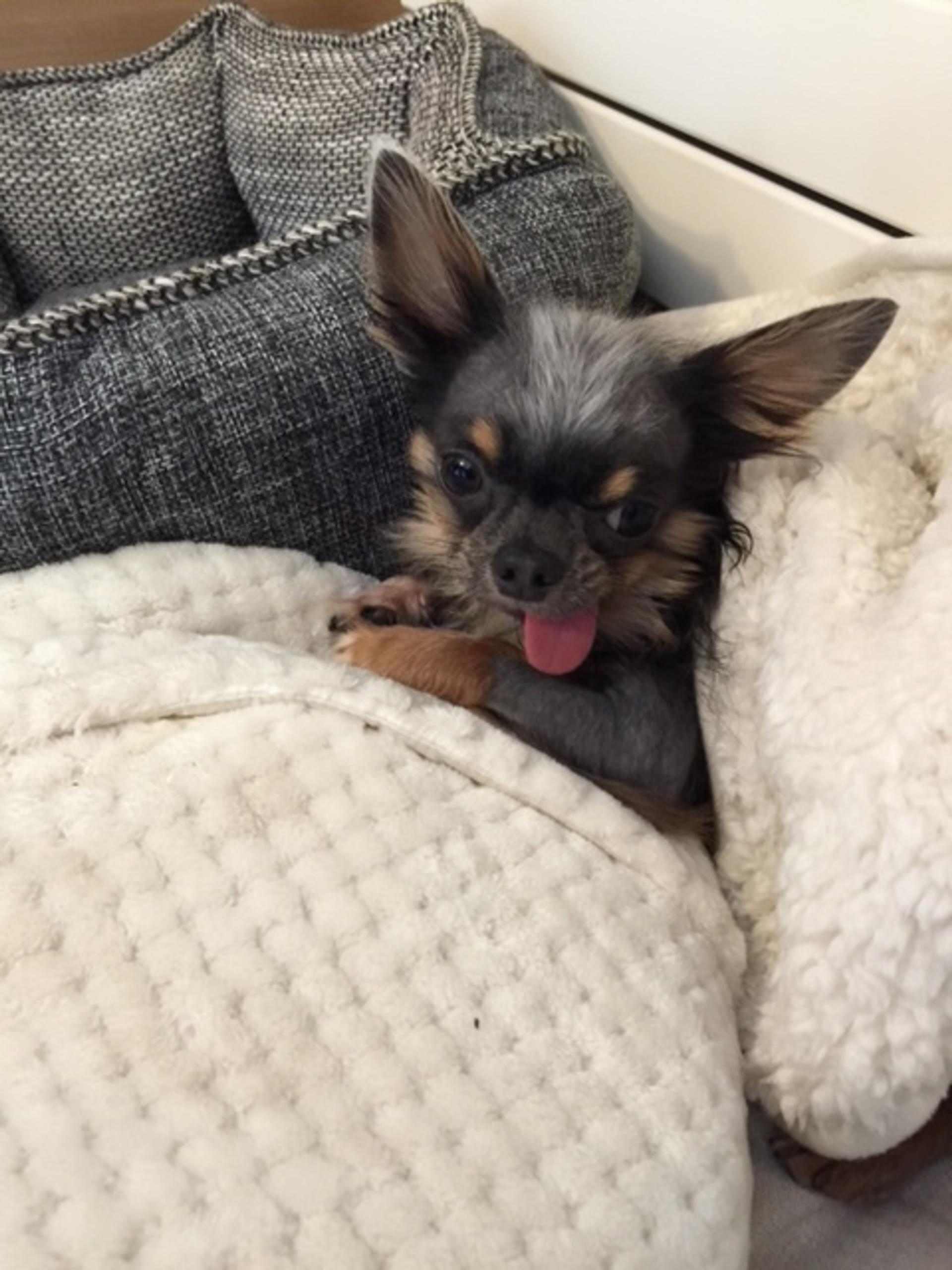 pet-image-3