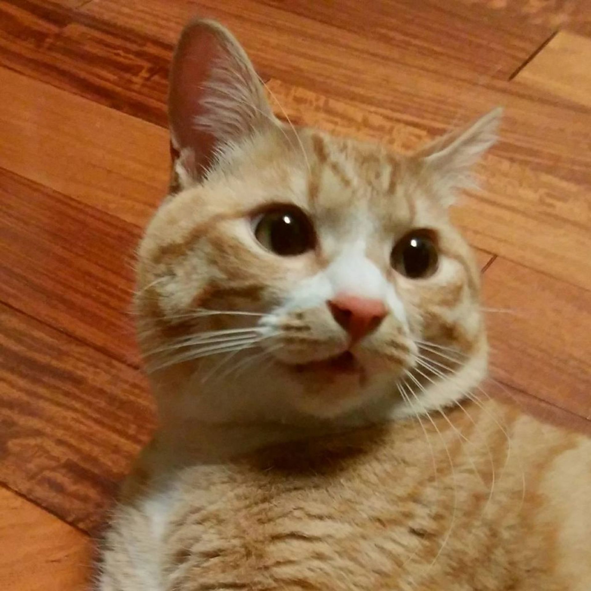 雑種（ミックス猫）・オスの里親募集の写真