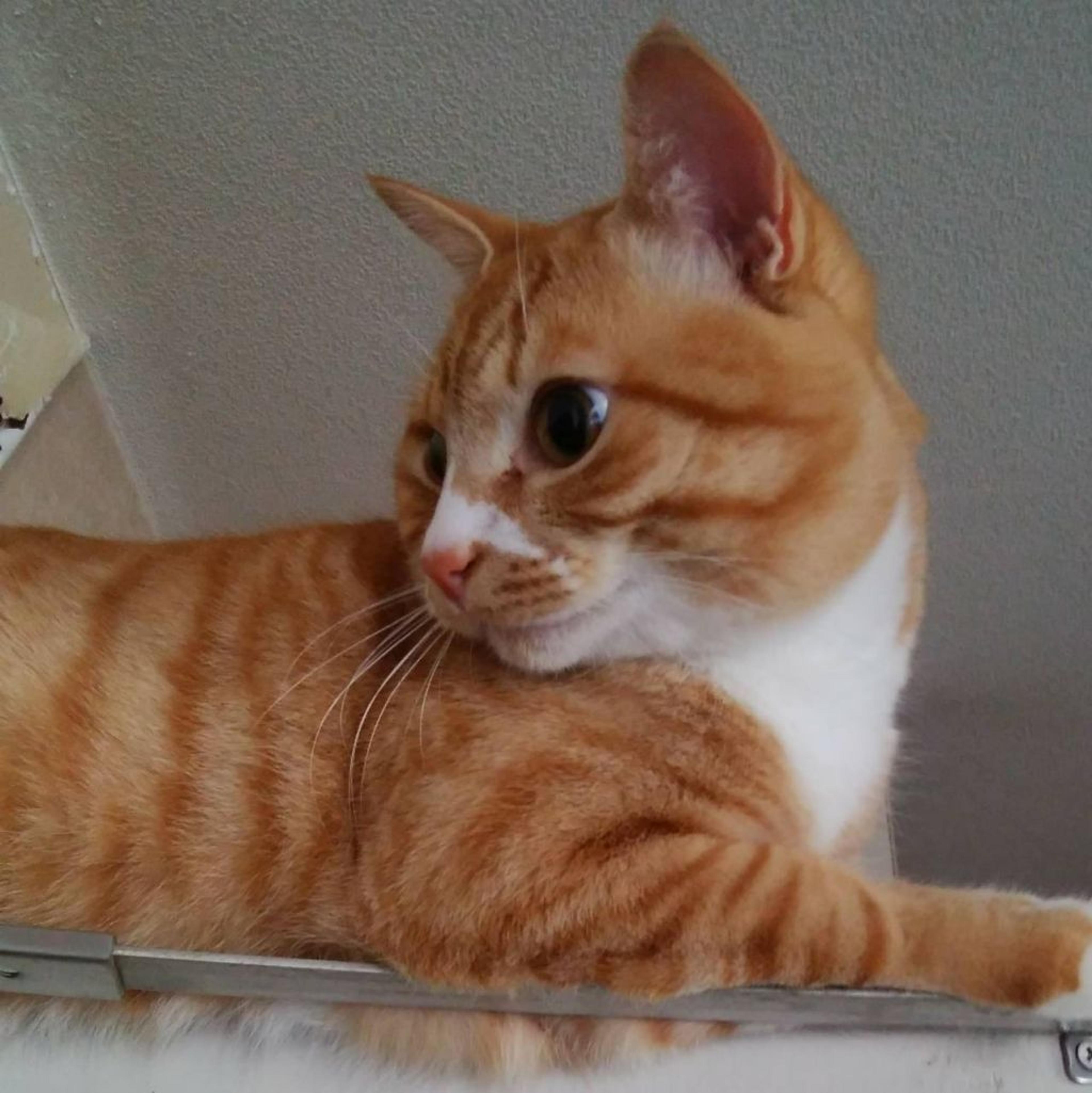 pet-image-2