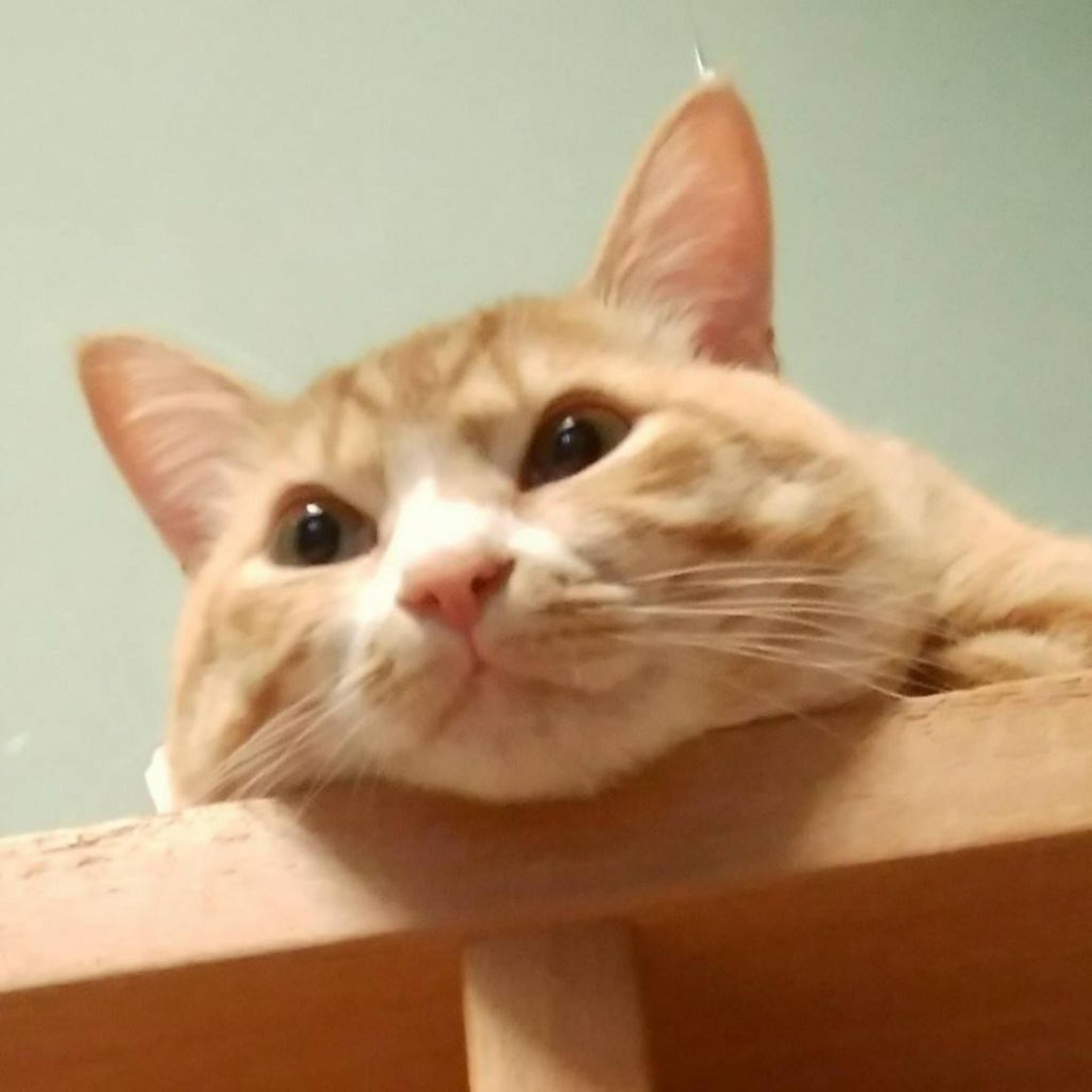 pet-image-3