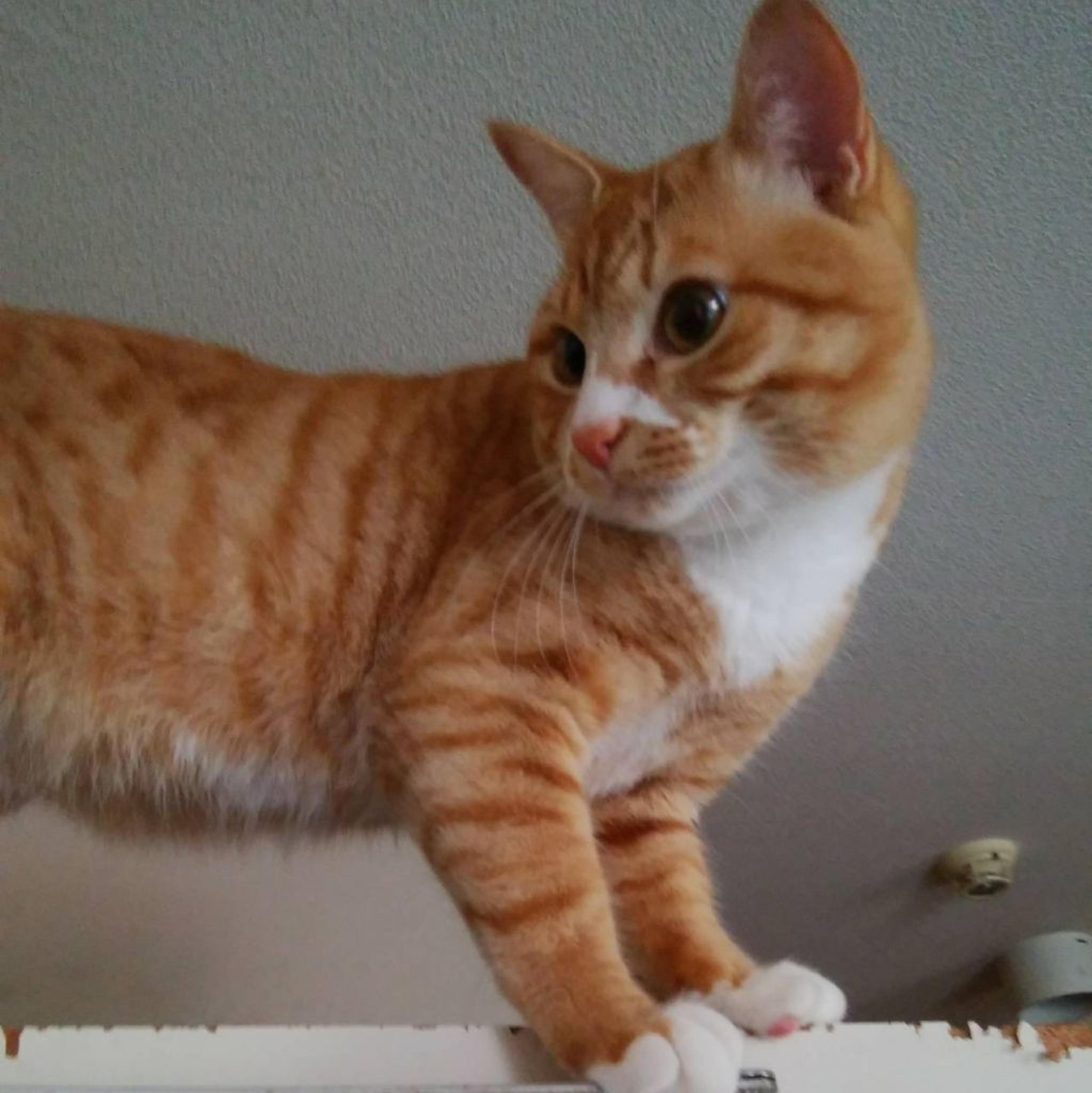 pet-image-4
