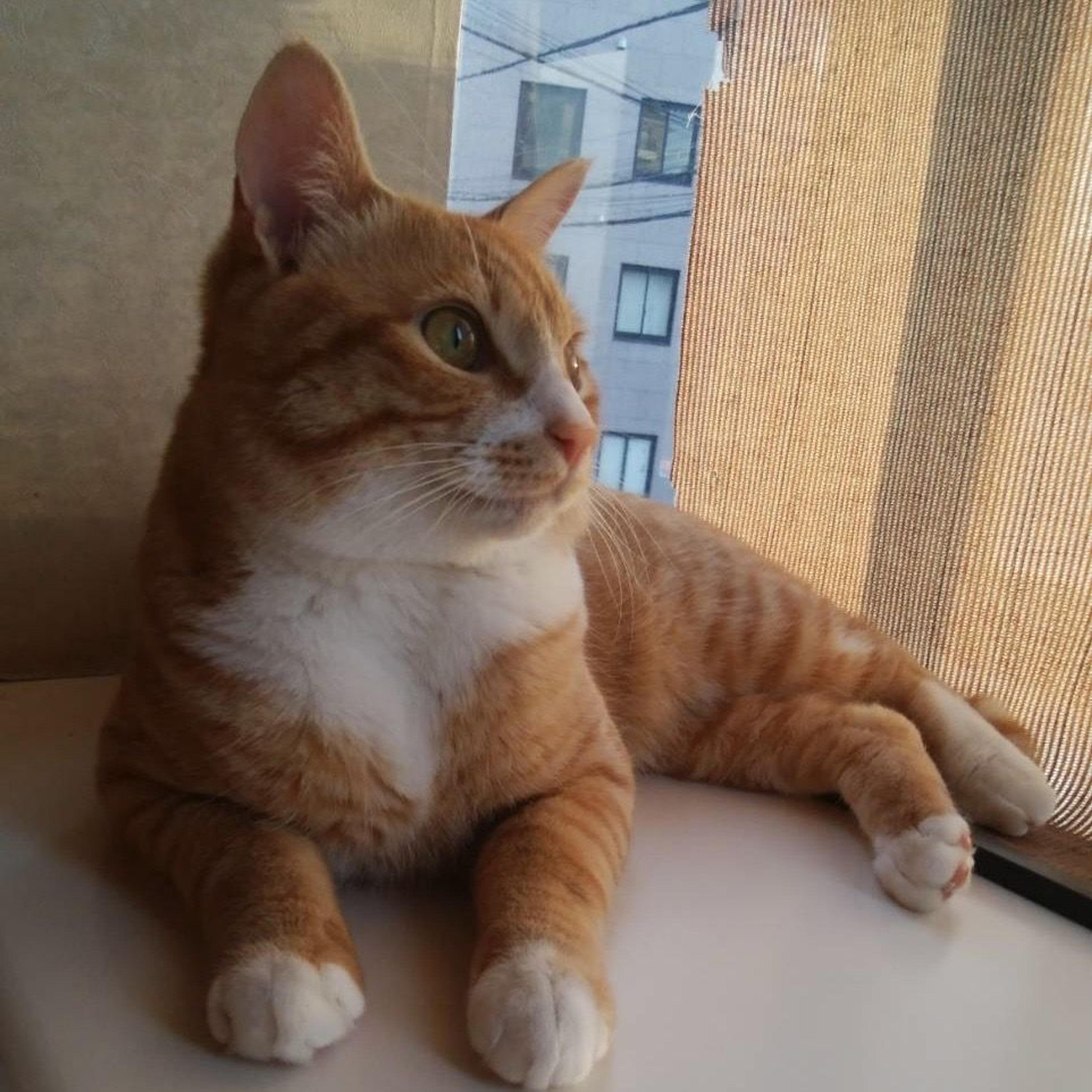 pet-image-5