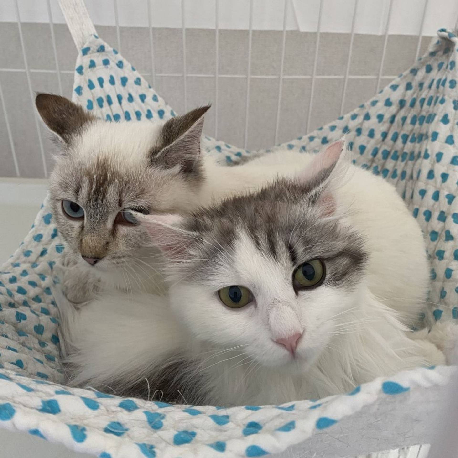 雑種（ミックス猫）・メスの里親募集の写真