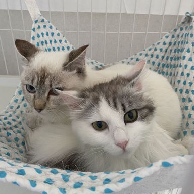 モナ&ローサの写真