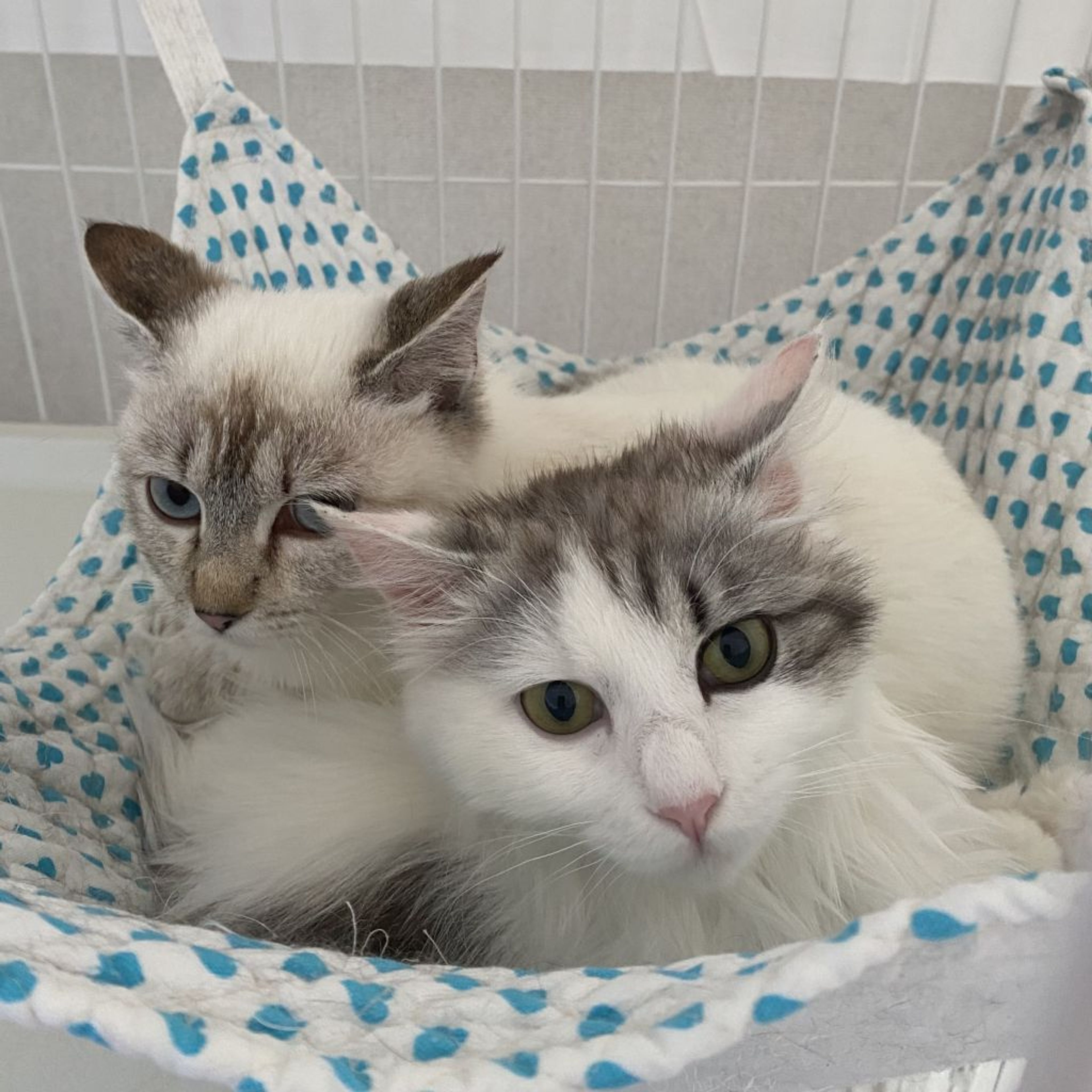 雑種（ミックス猫）・メスの里親募集の写真