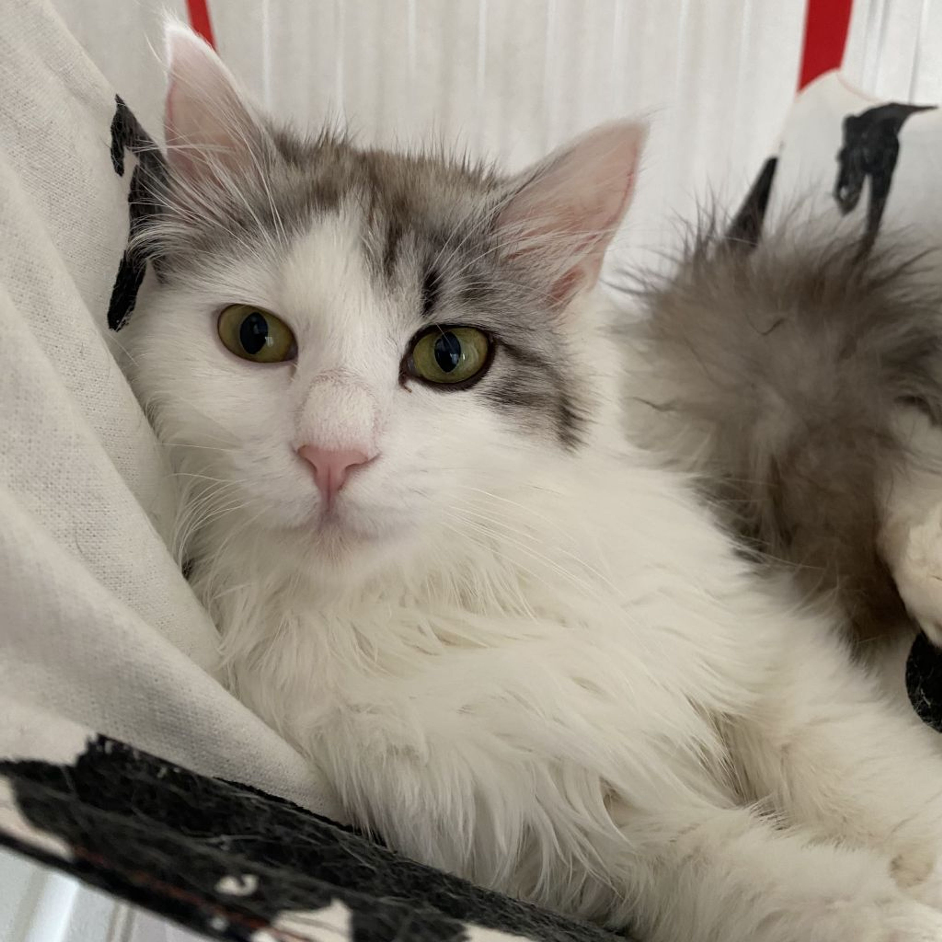 pet-image-5