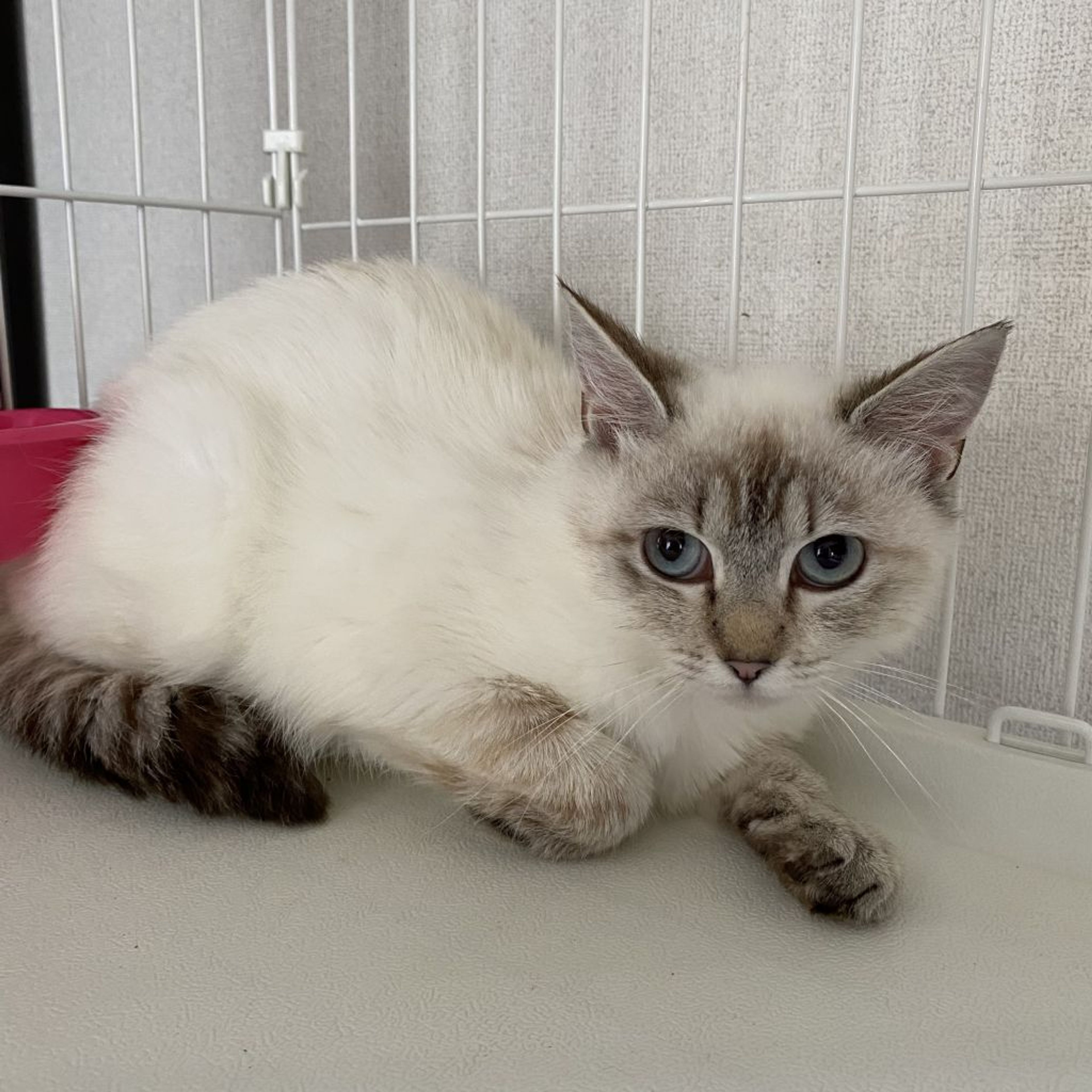 pet-image-7