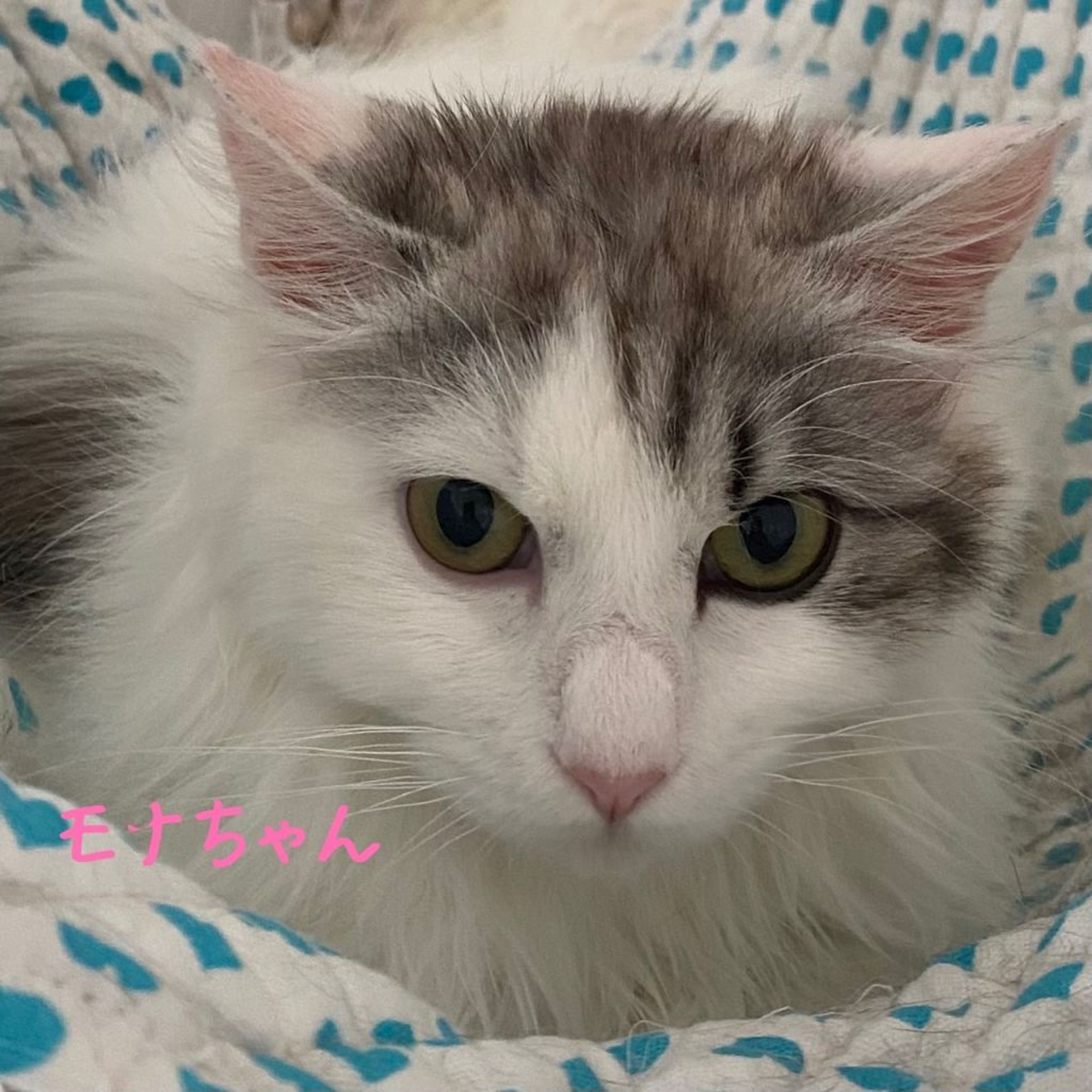 pet-image-9