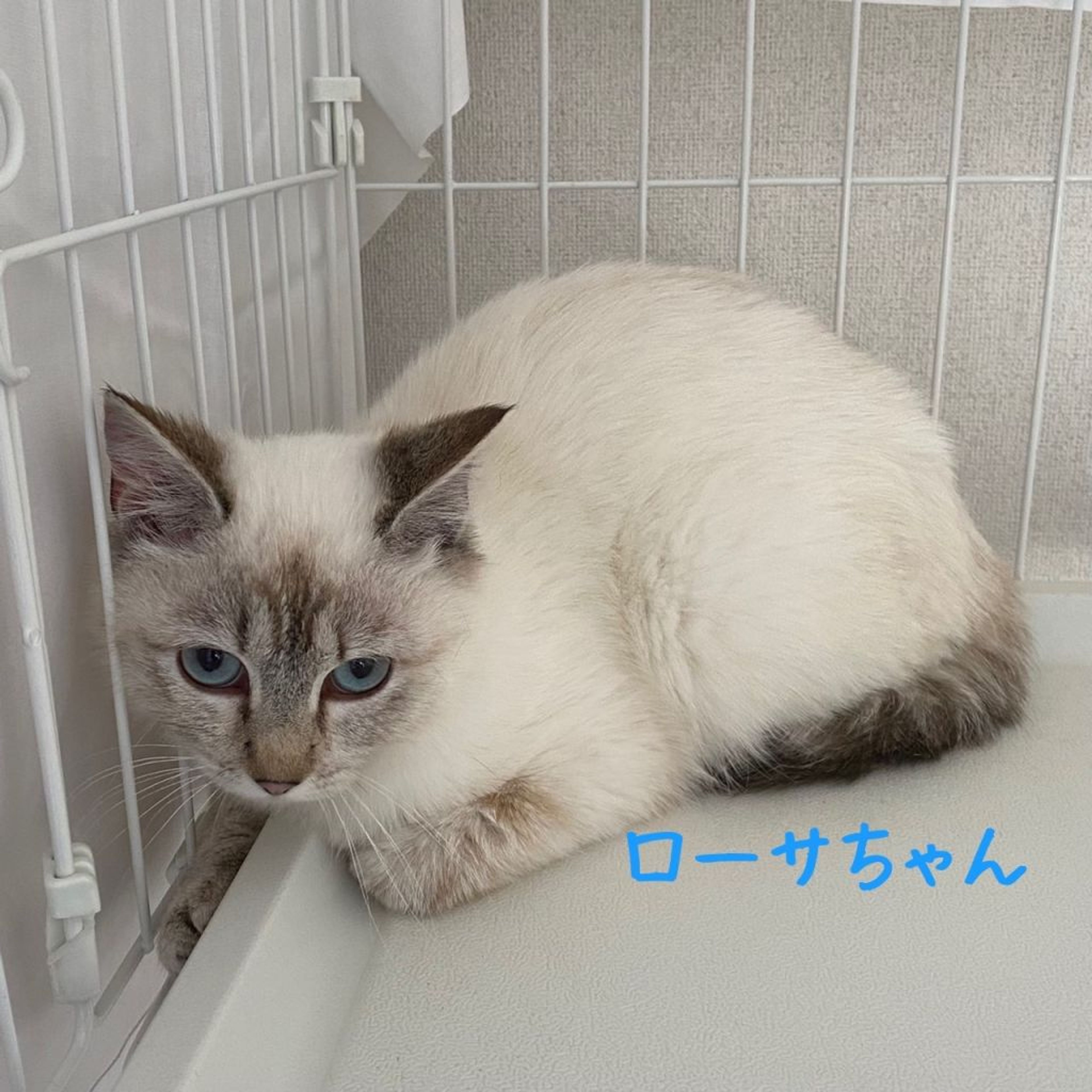 pet-image-10