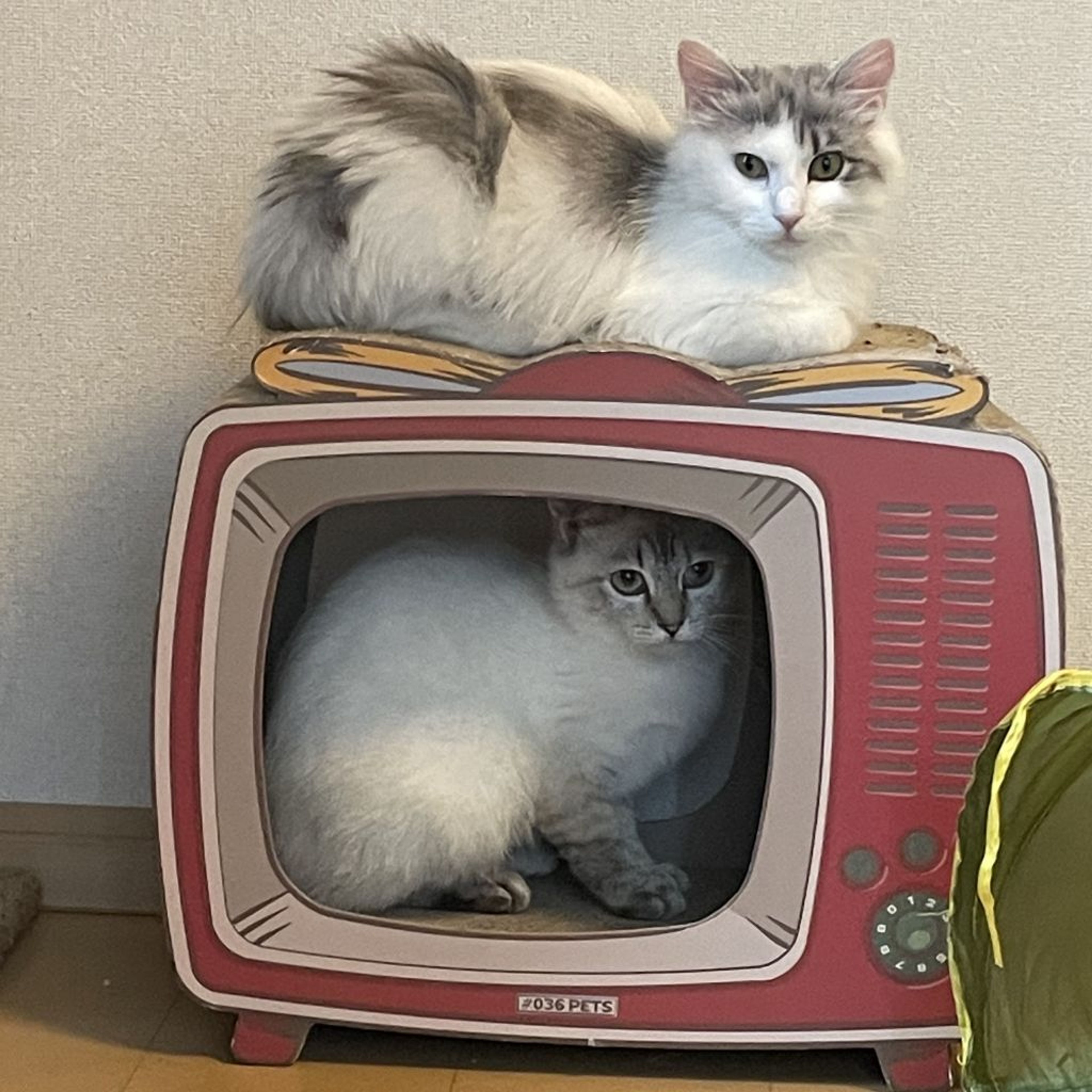 pet-image-3