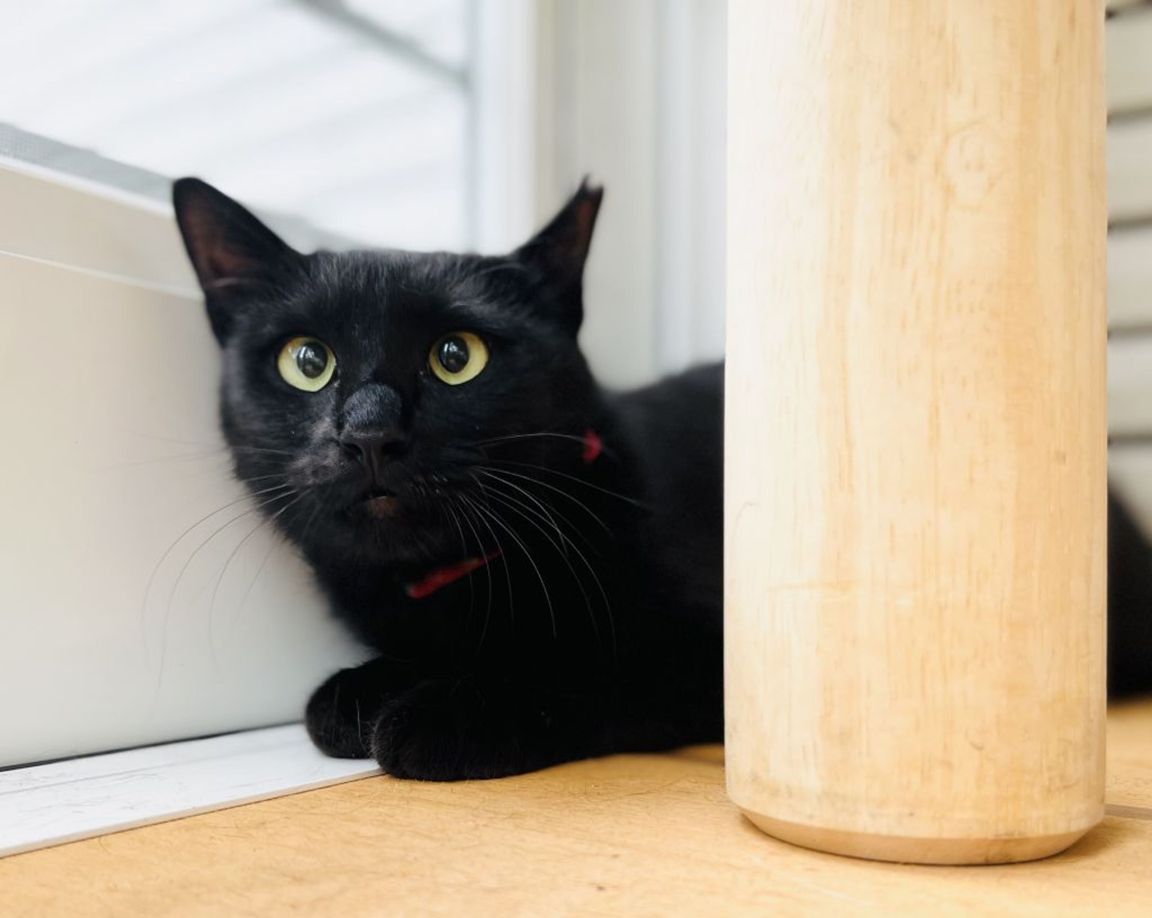 雑種（ミックス猫）・メスの里親募集の写真