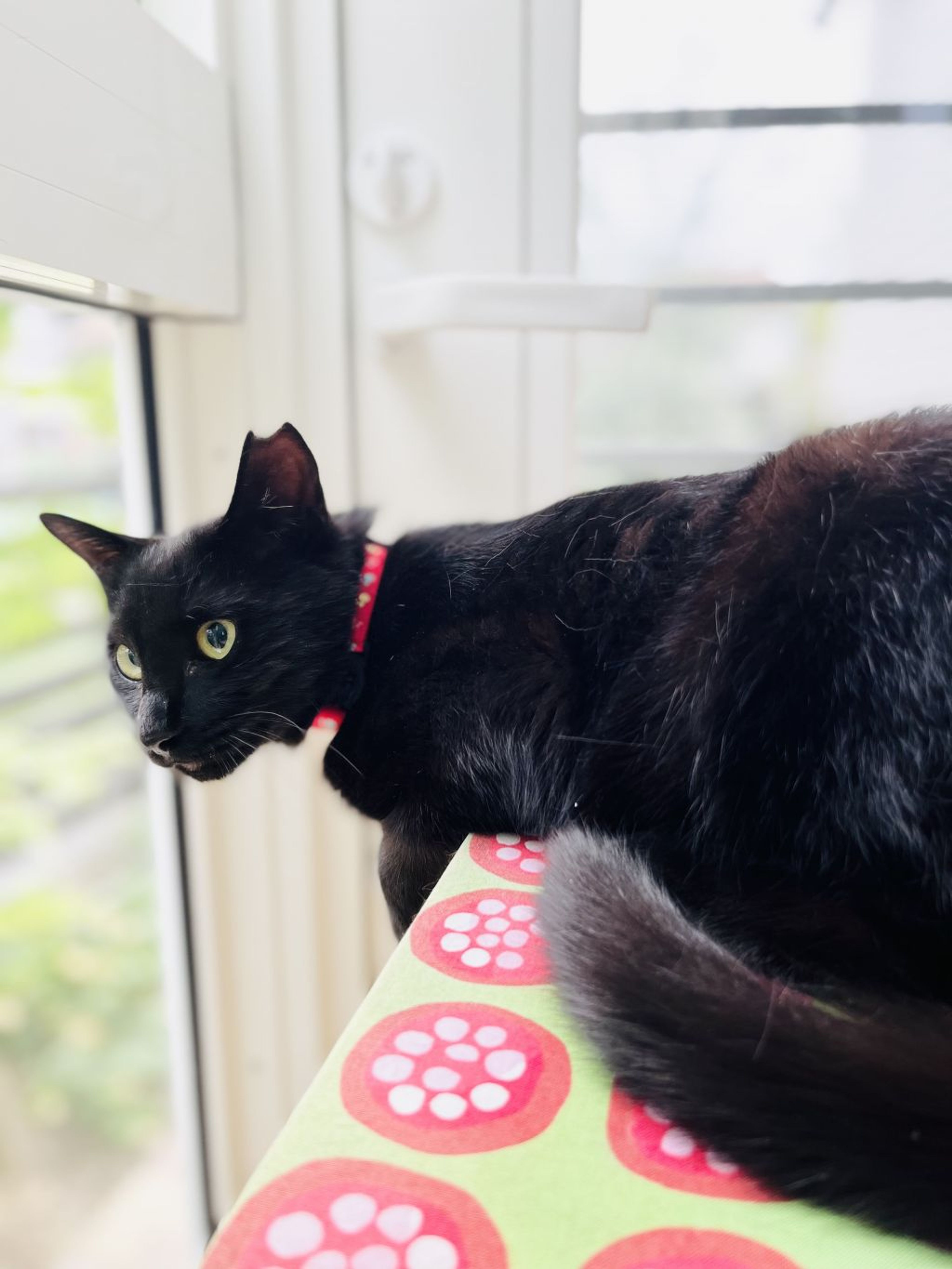 pet-image-3
