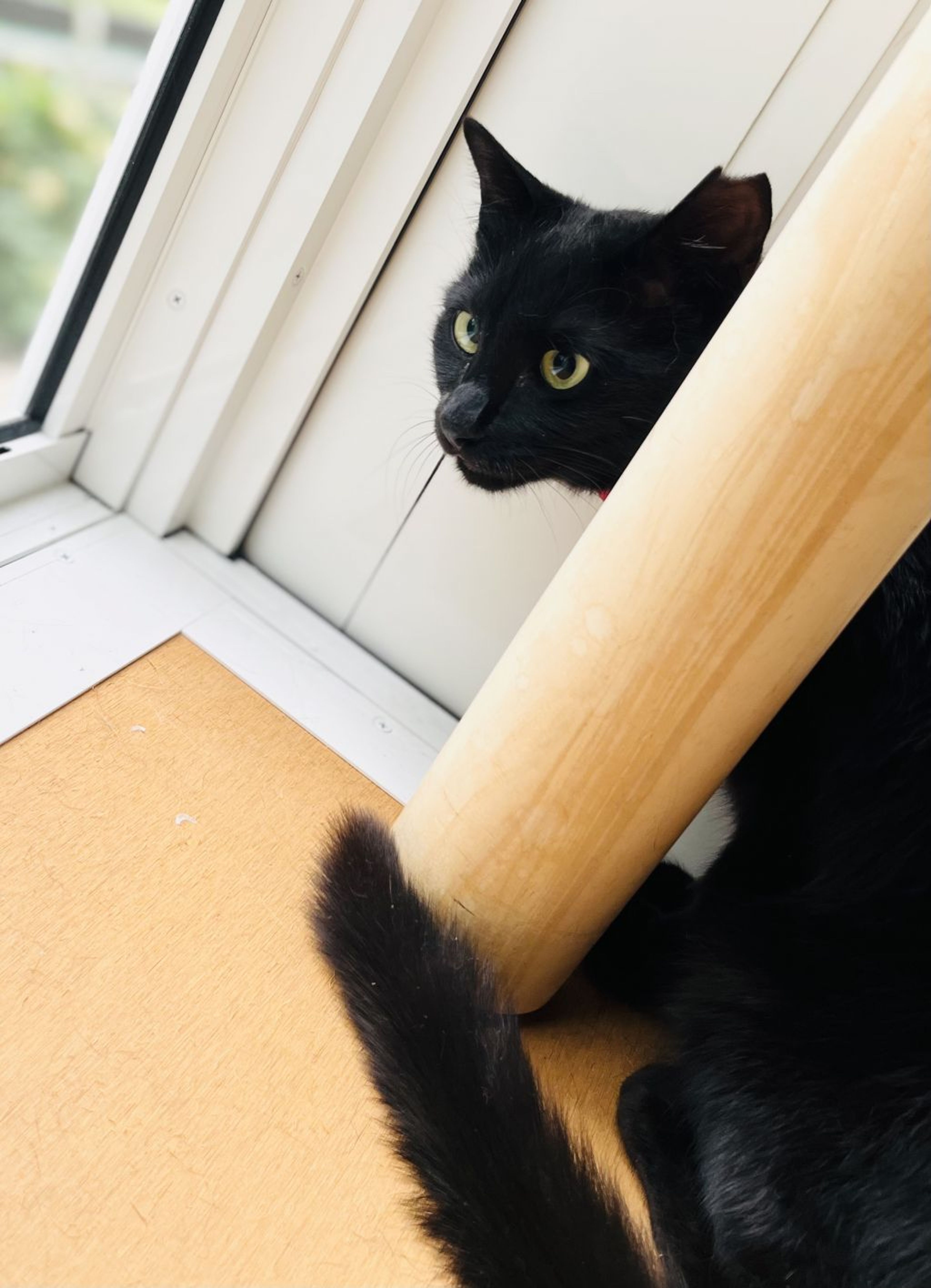 pet-image-4
