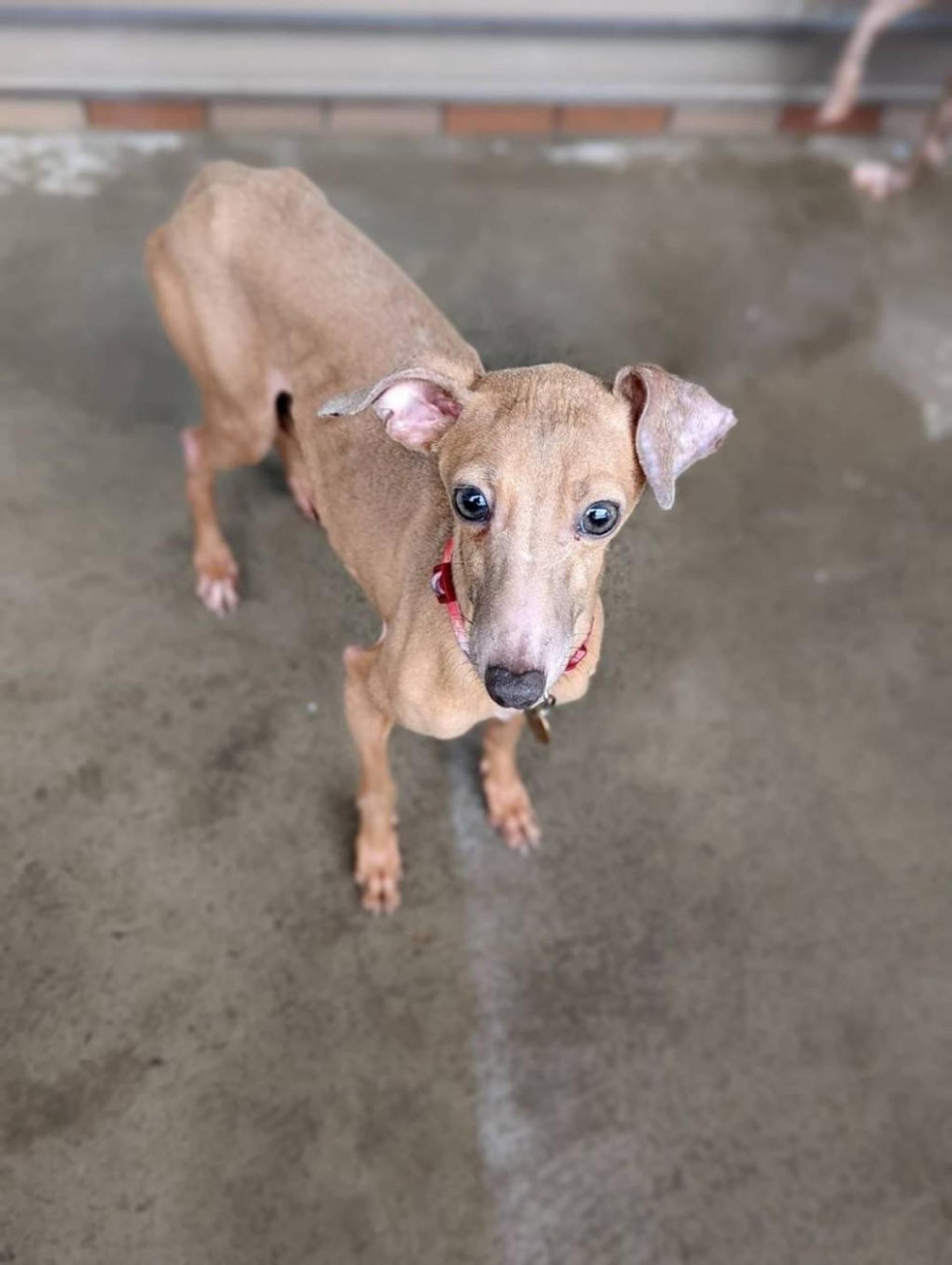 pet-image-2