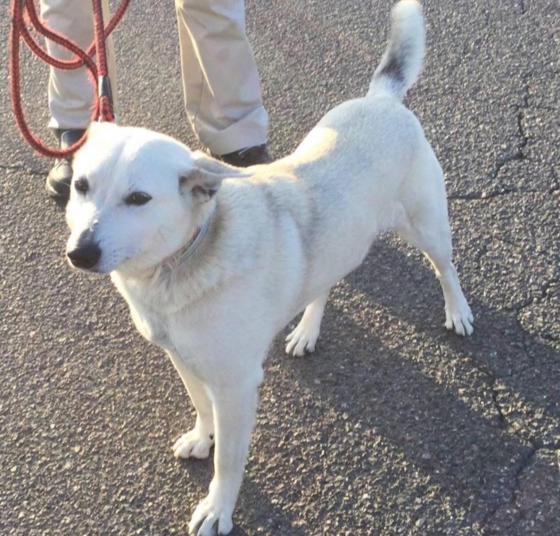 pet-image-2