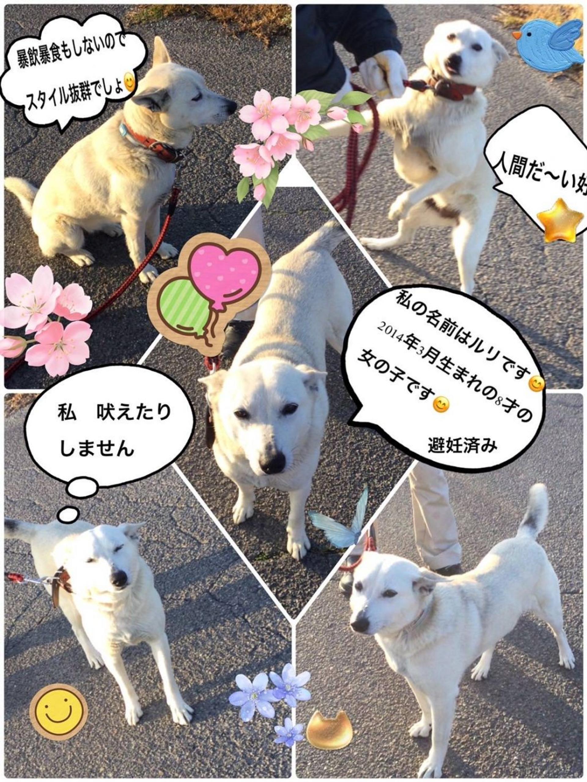 pet-image-4