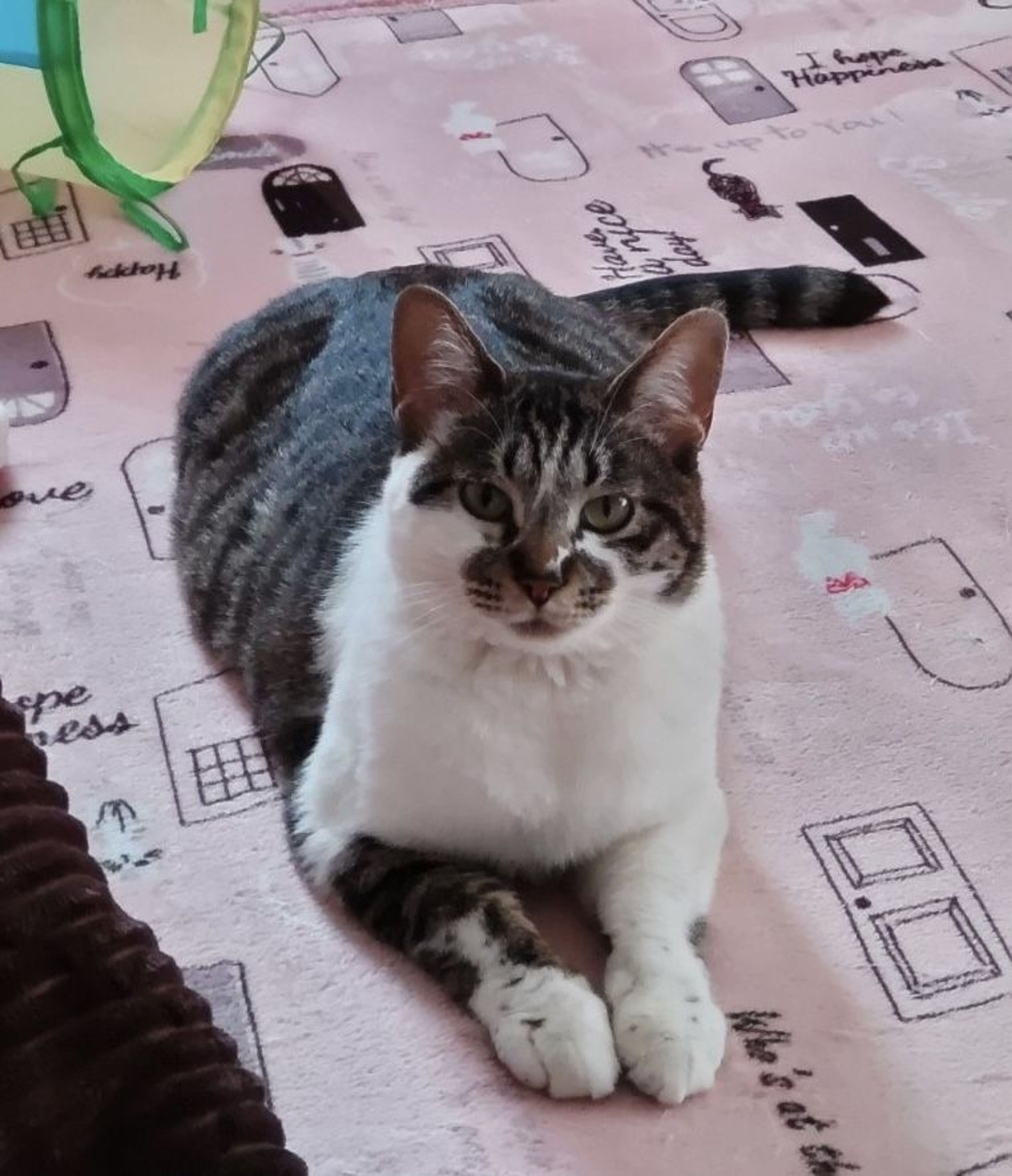 雑種（ミックス猫）・メスの里親募集の写真
