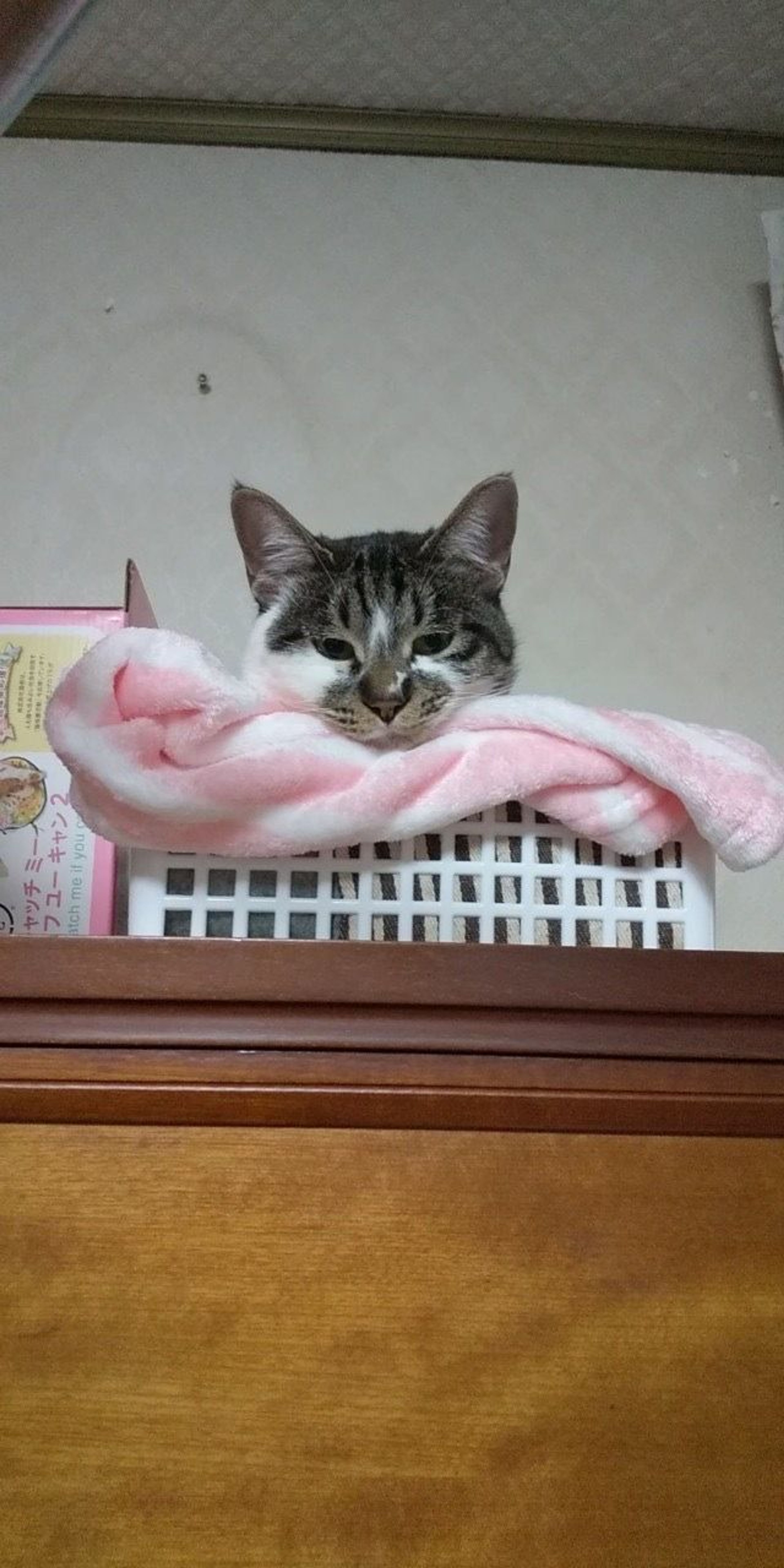 pet-image-2
