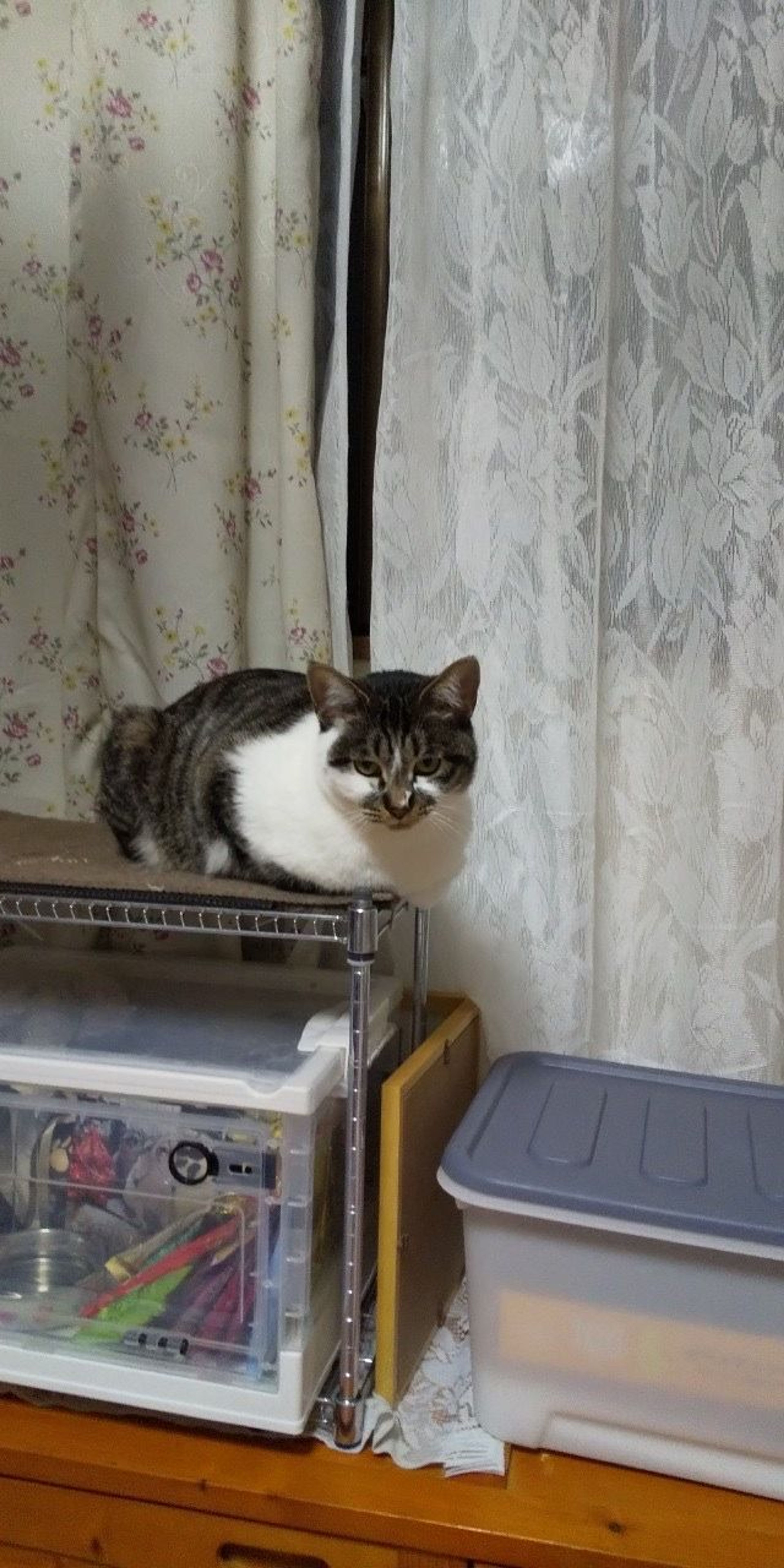 pet-image-3