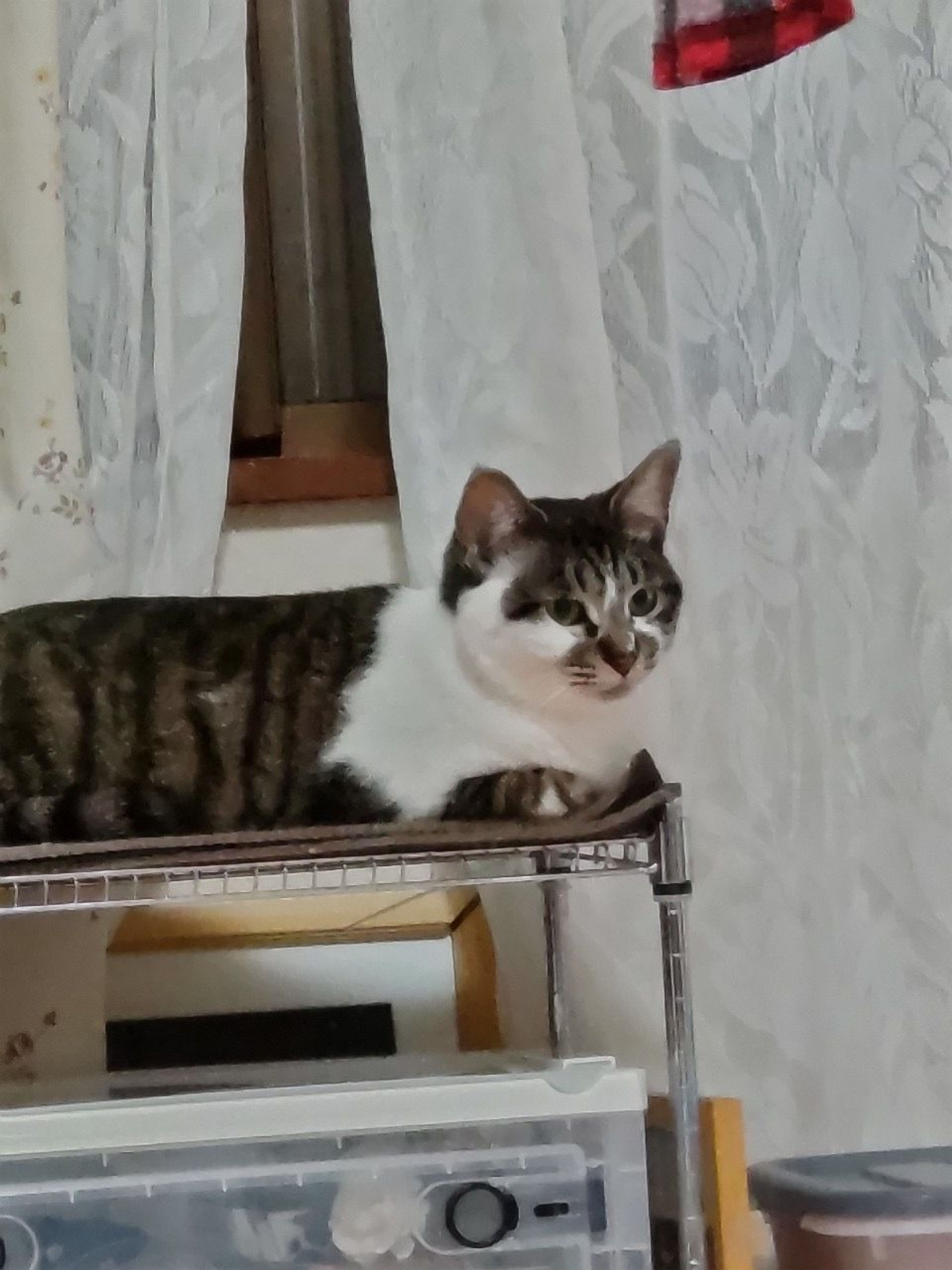 pet-image-4