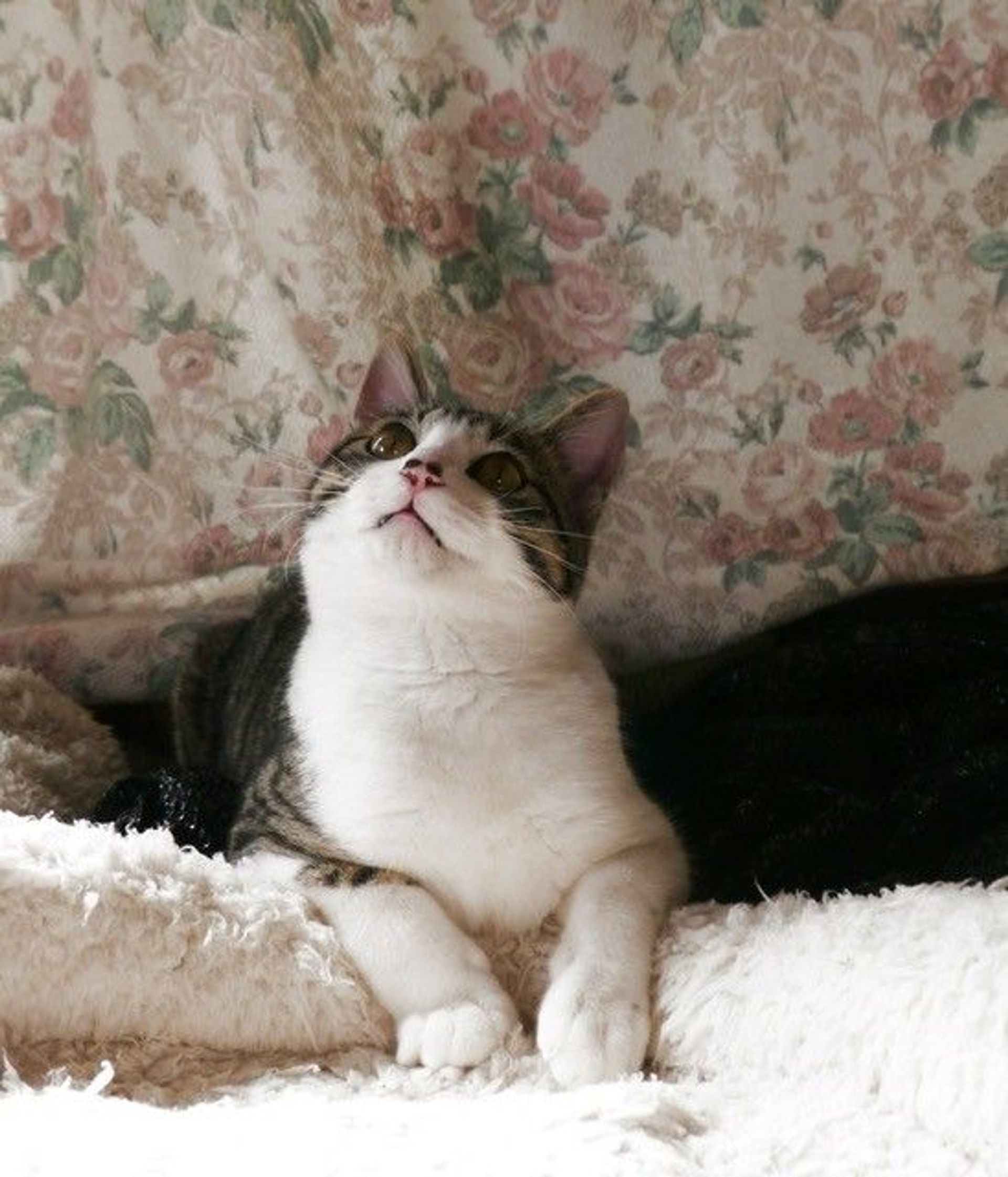 雑種（ミックス猫）・オスの里親募集の写真