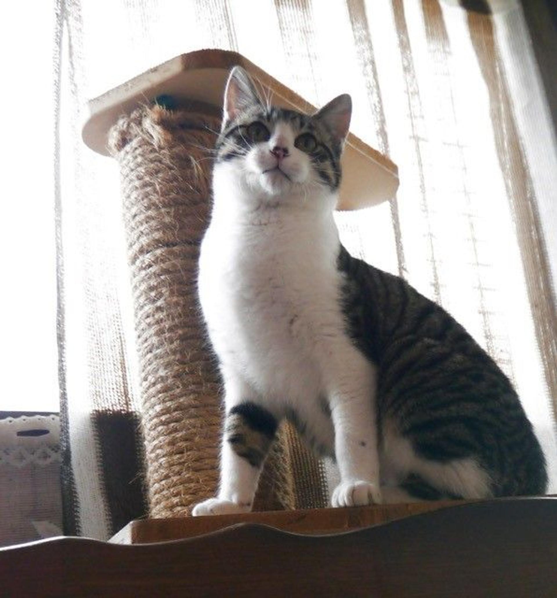 pet-image-2