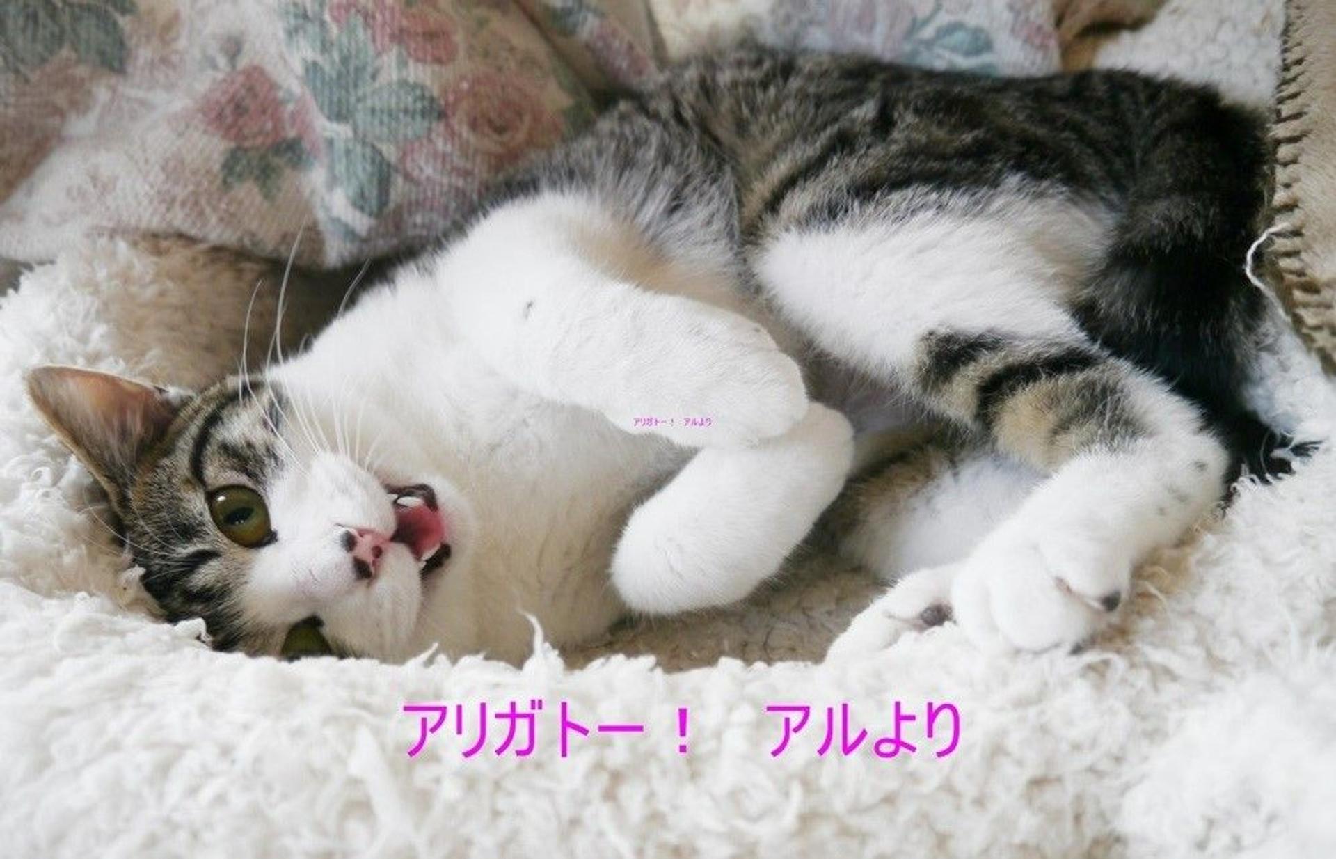 pet-image-3