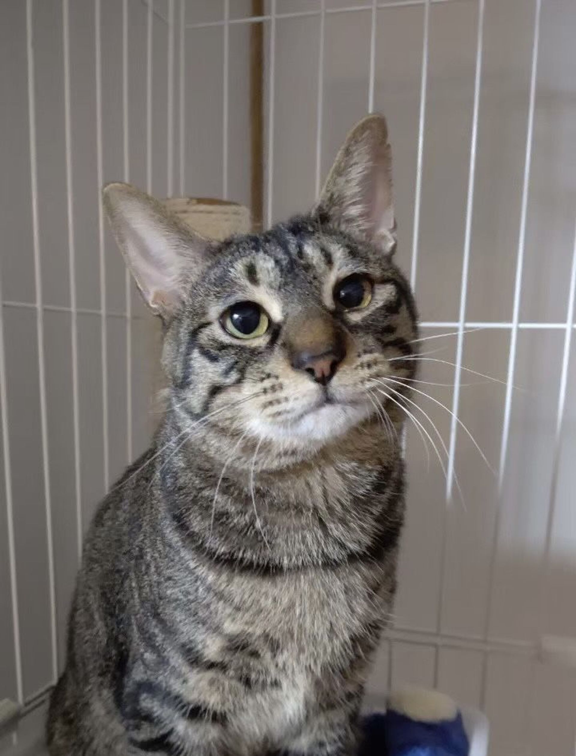 雑種（ミックス猫）・オスの里親募集の写真