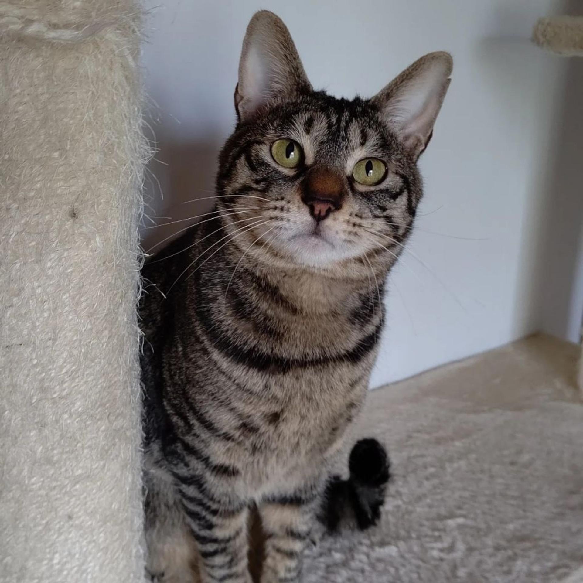 pet-image-2