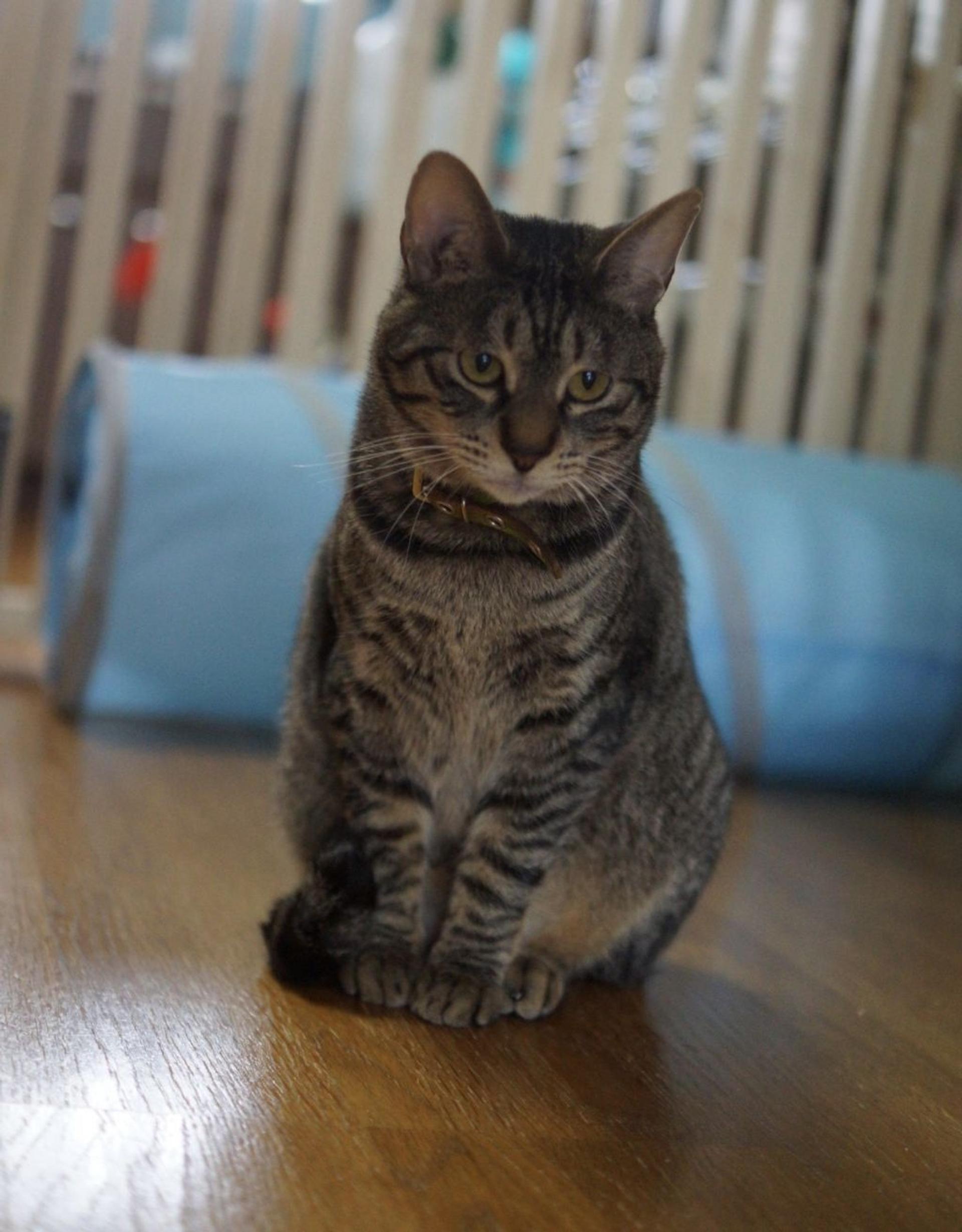 pet-image-5