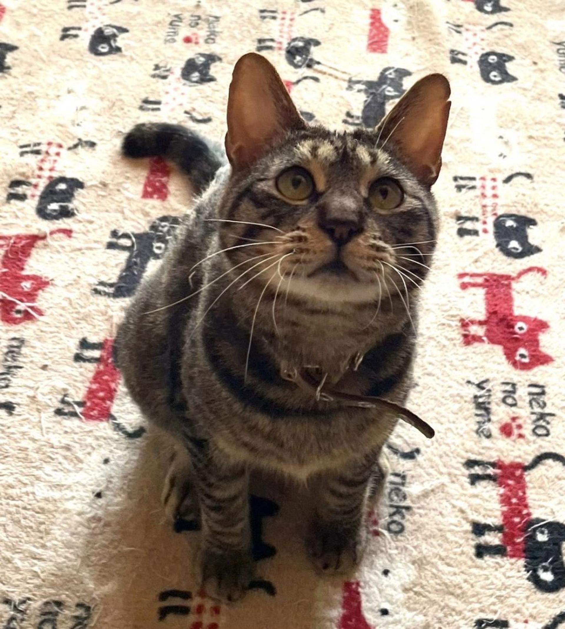 pet-image-6