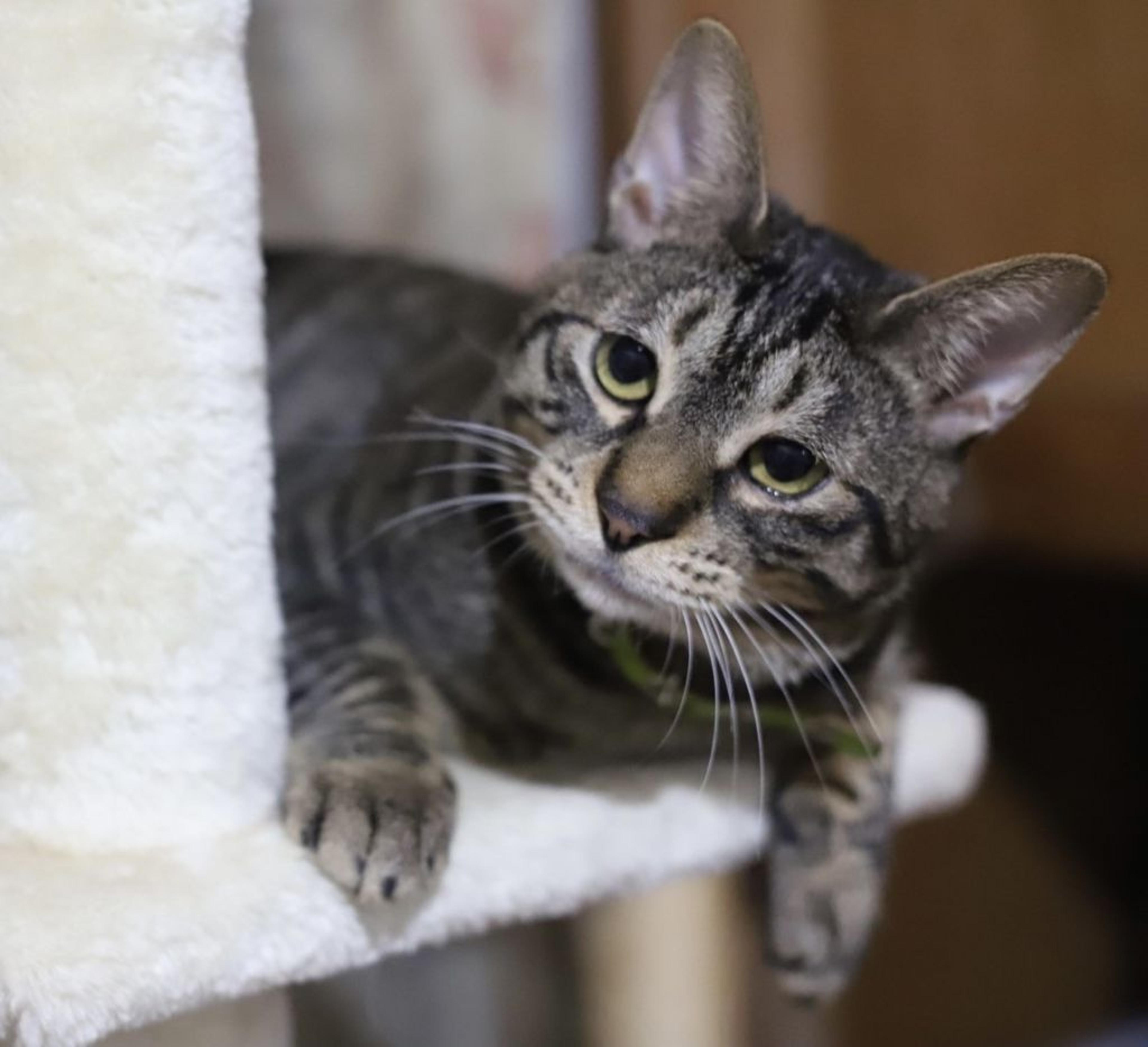 pet-image-7
