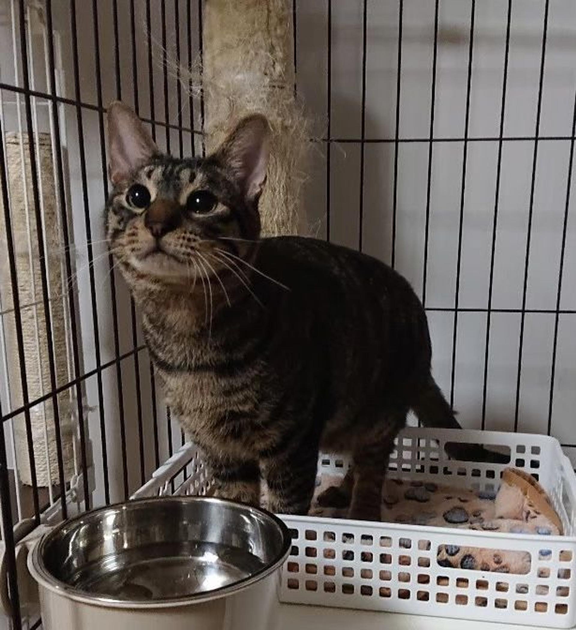 pet-image-9
