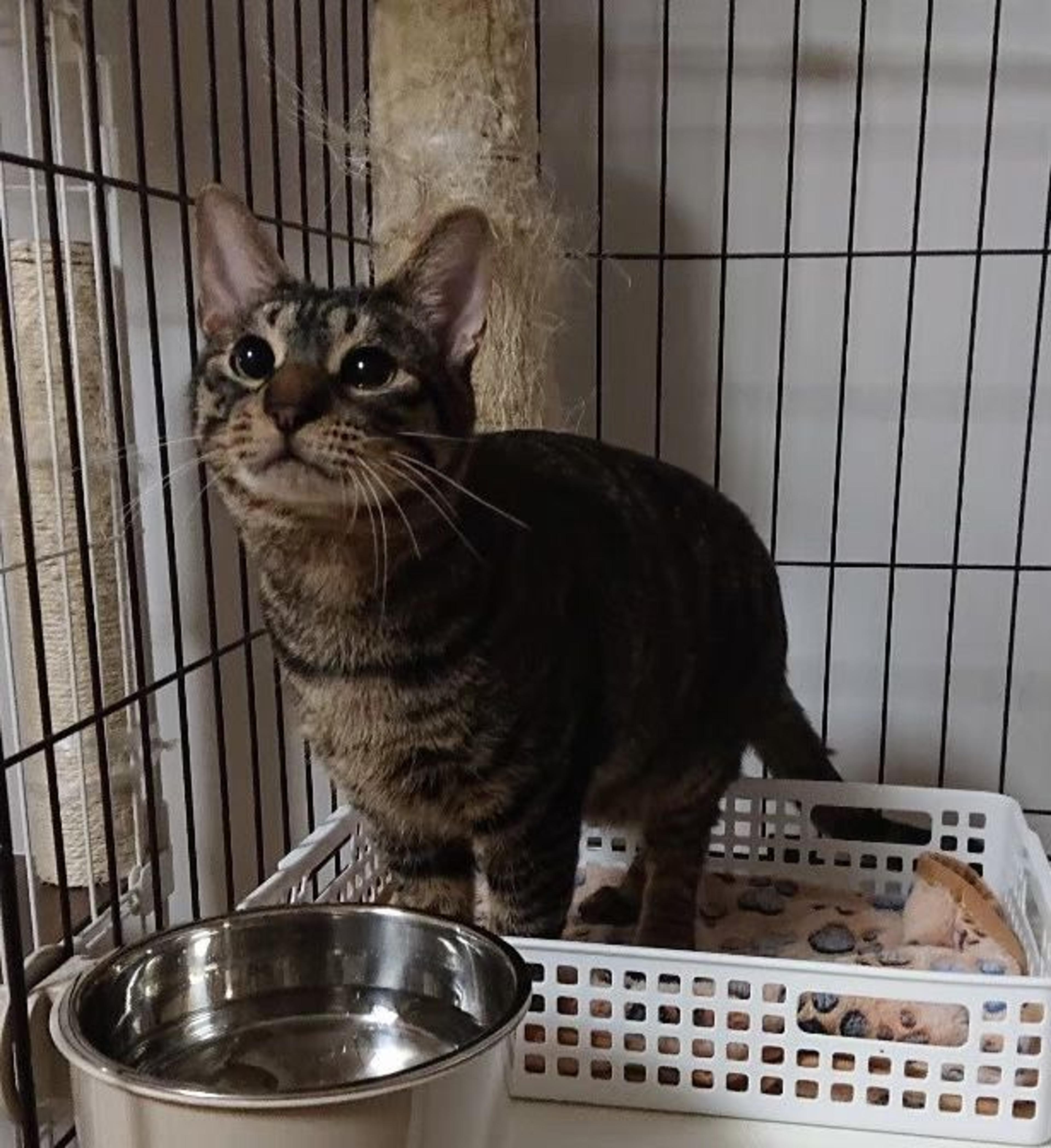 pet-image-9