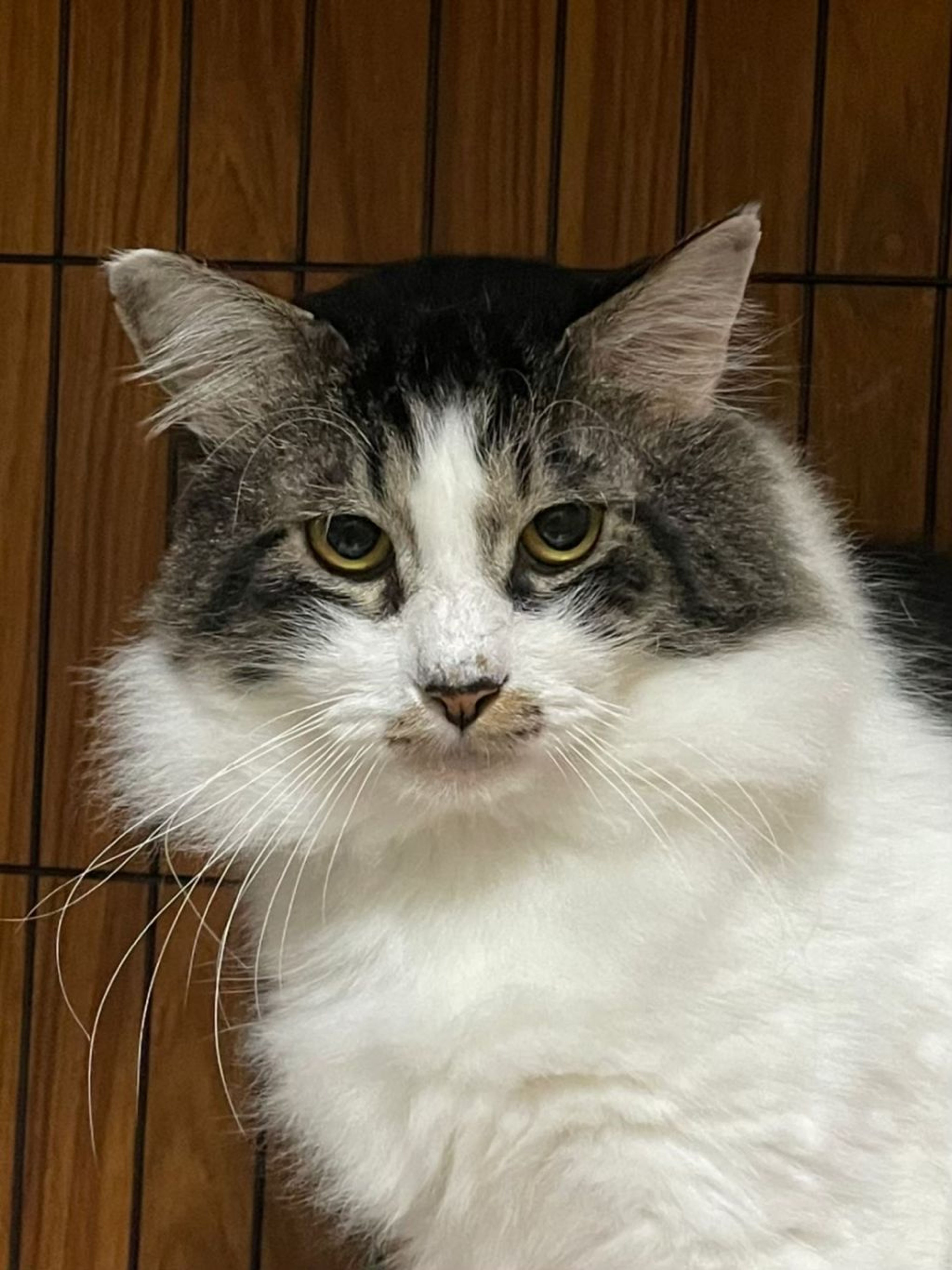 雑種（ミックス猫）・オスの里親募集の写真