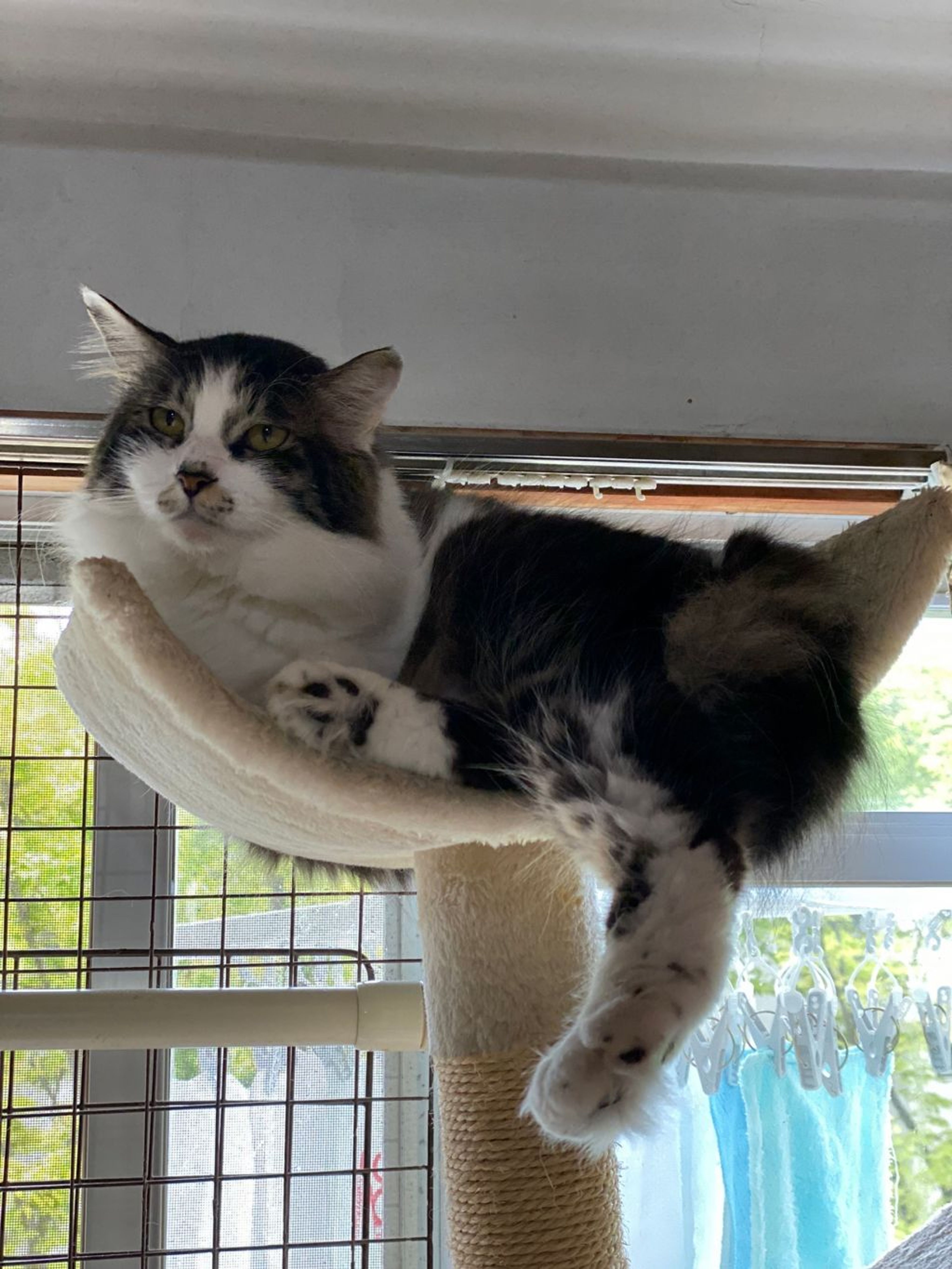 pet-image-2
