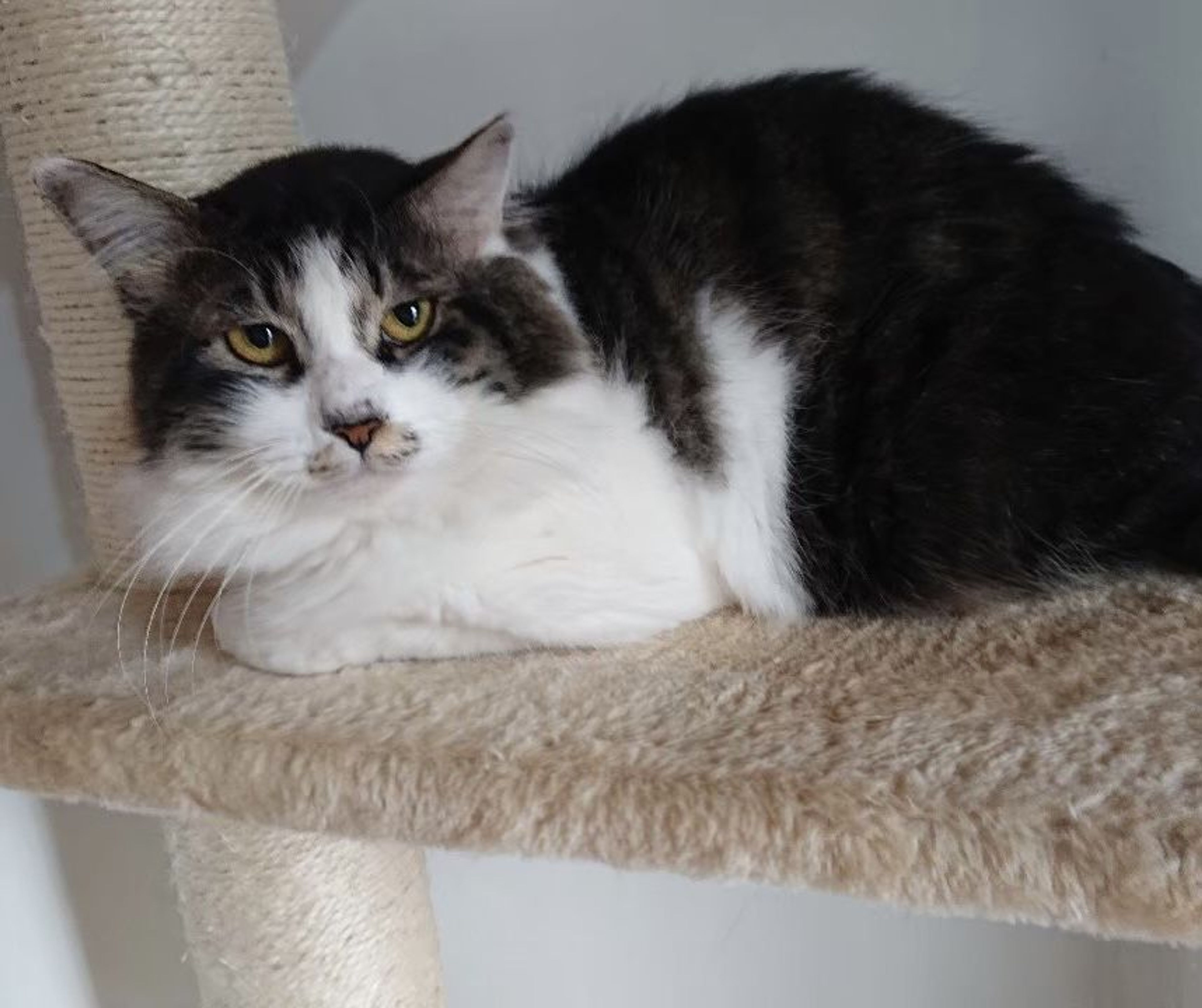pet-image-5