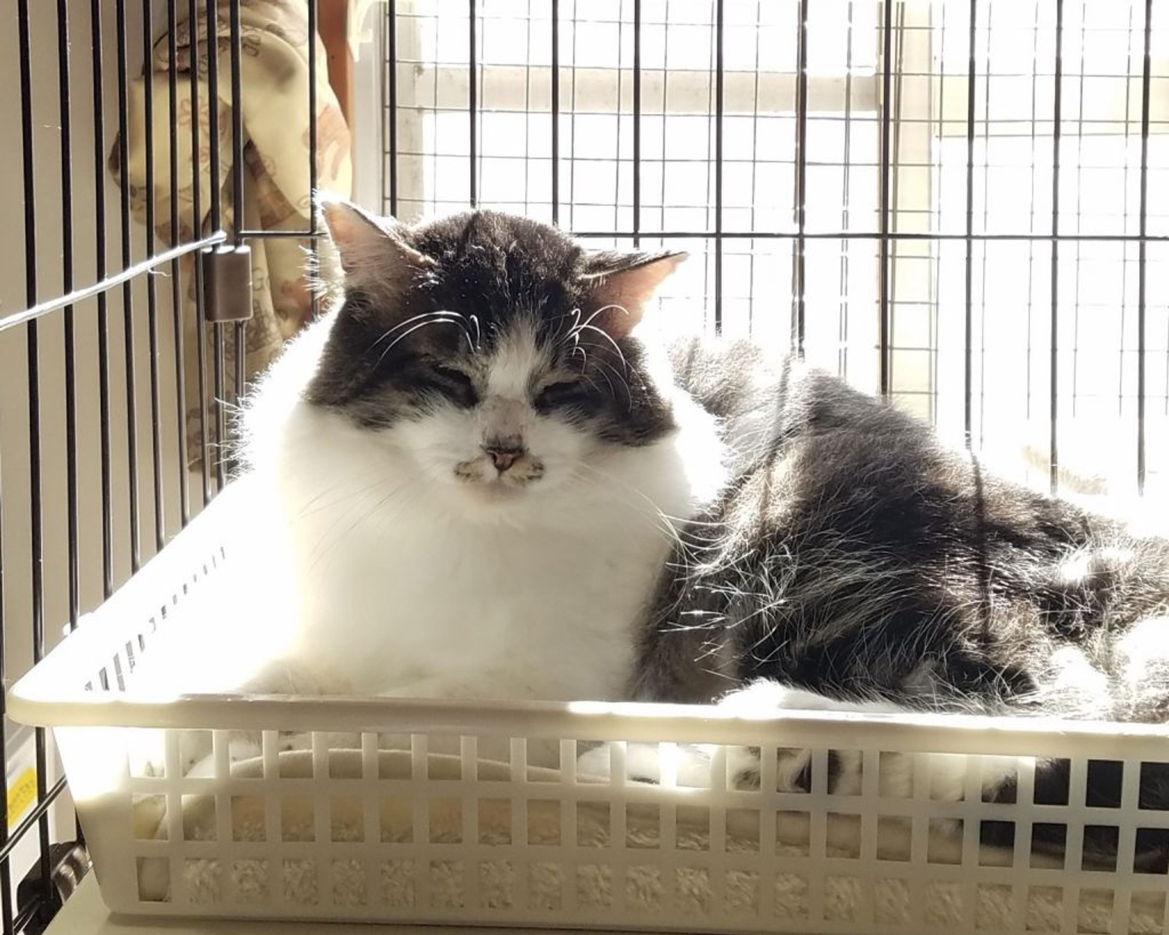 pet-image-6