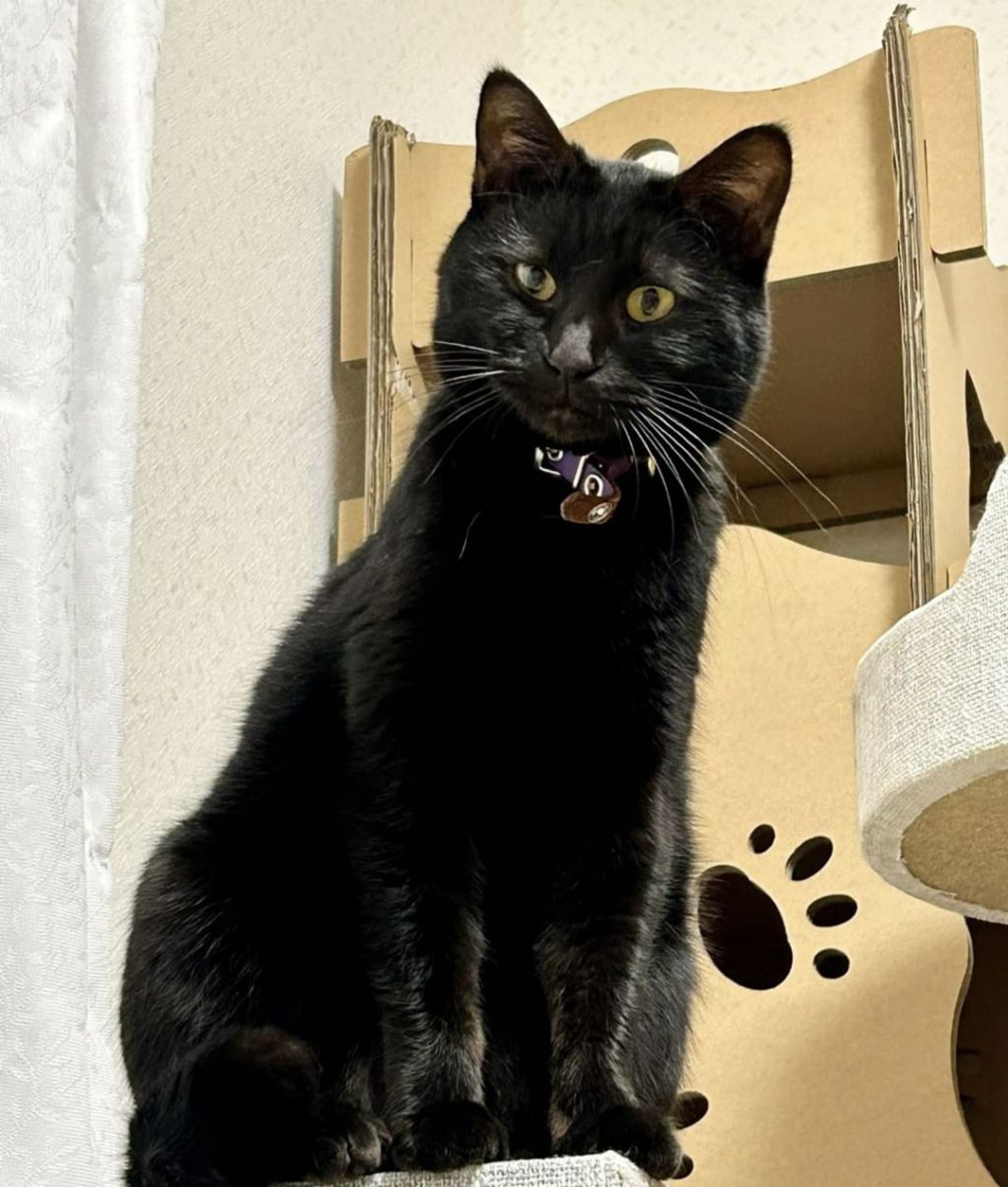 雑種（ミックス猫）・メスの里親募集の写真