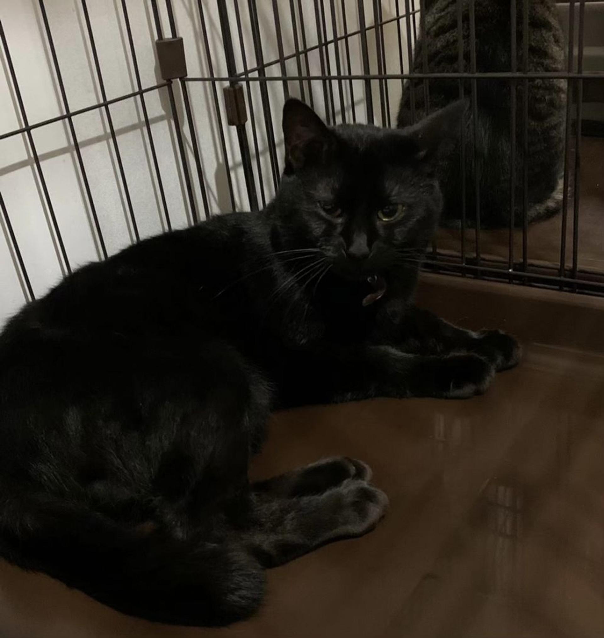 pet-image-3