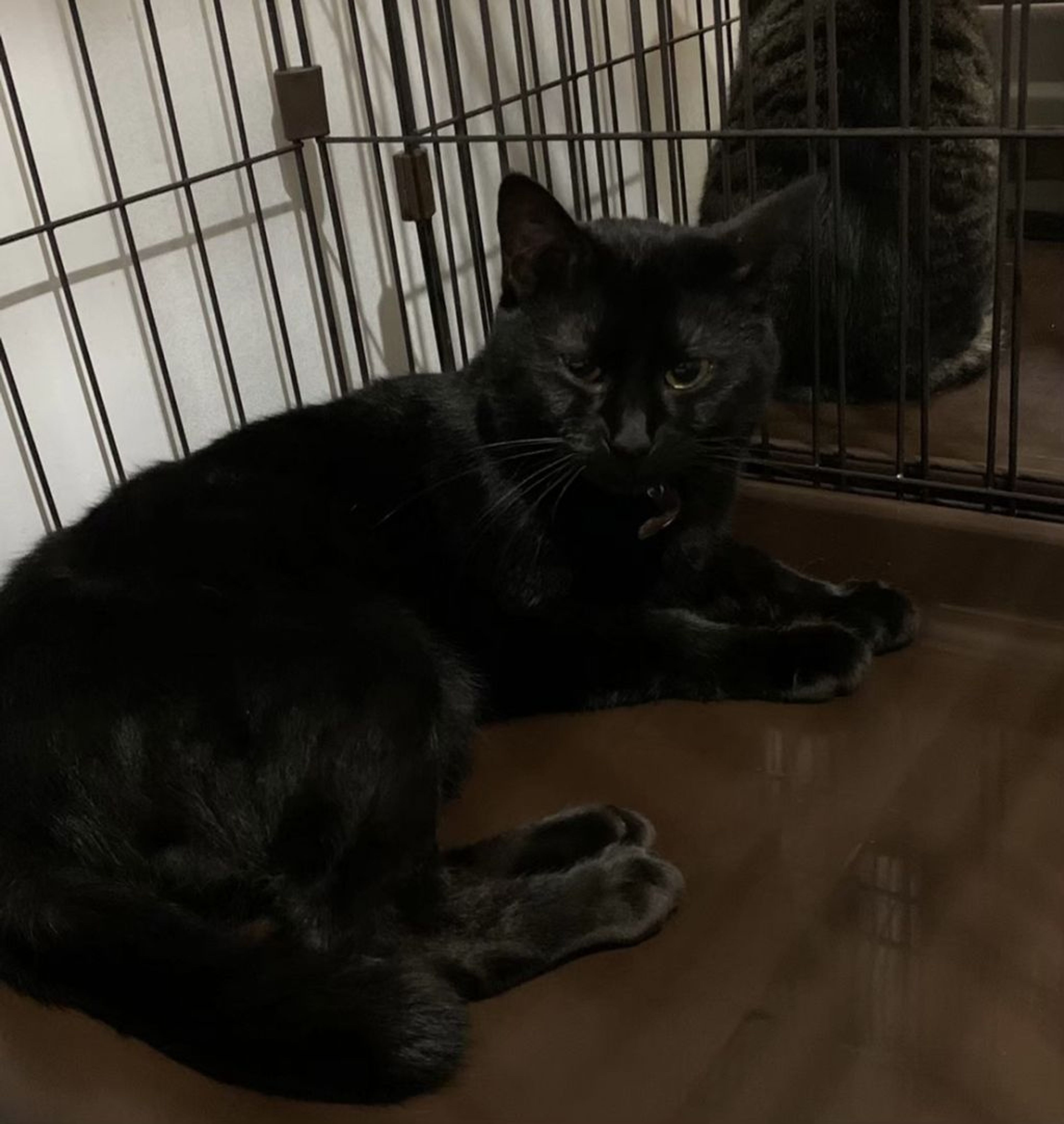 pet-image-3