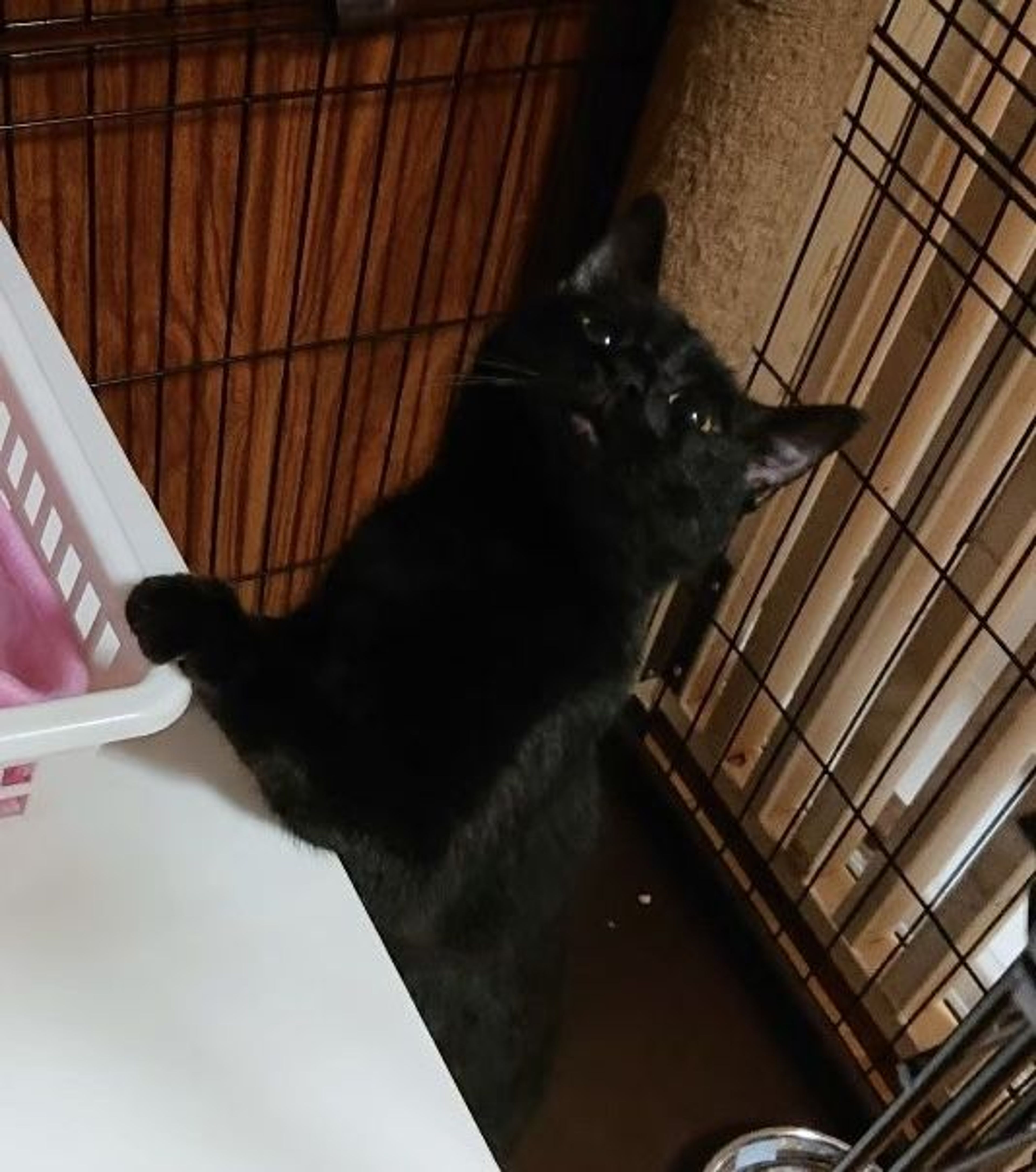 pet-image-7