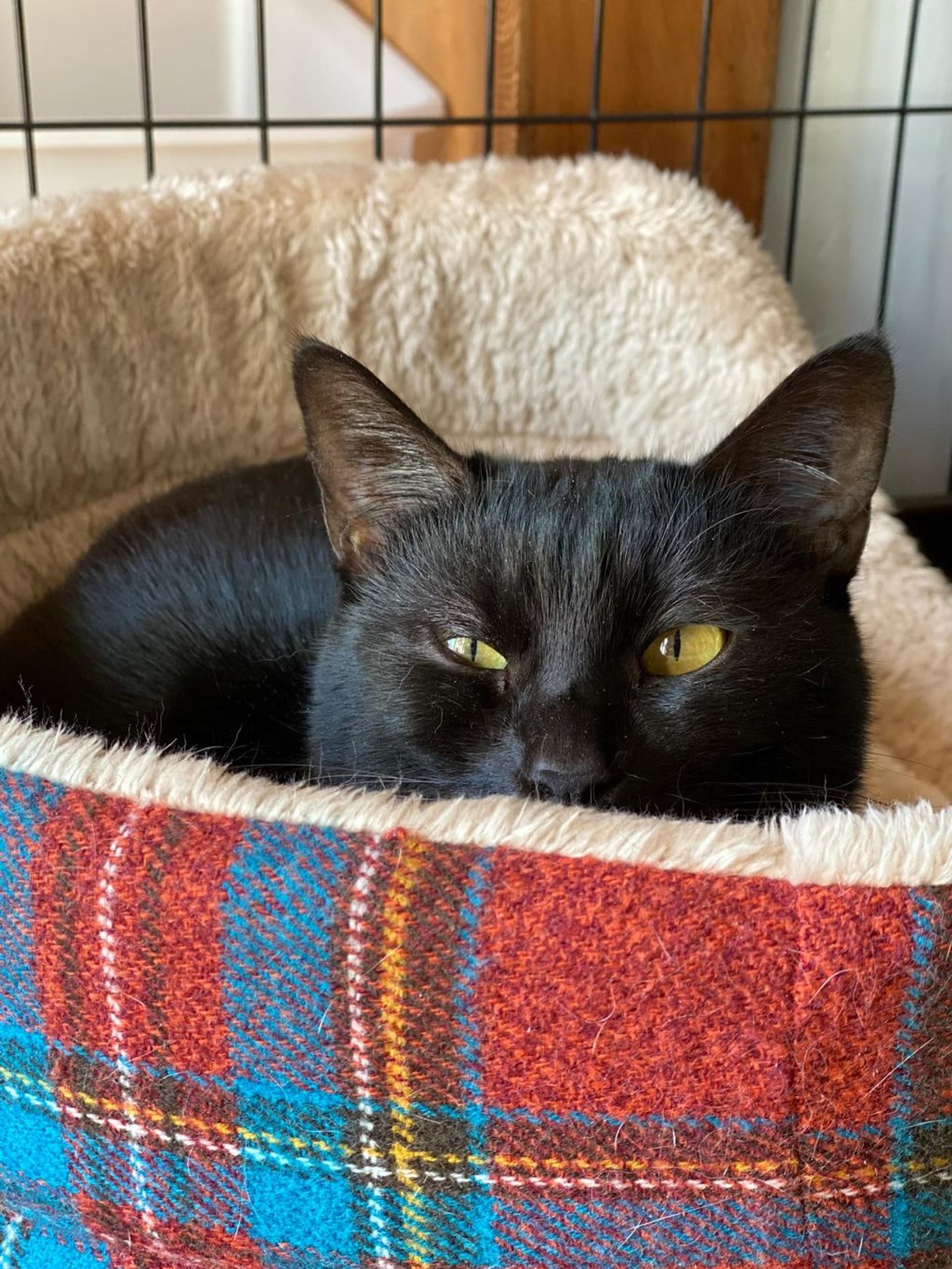 pet-image-9