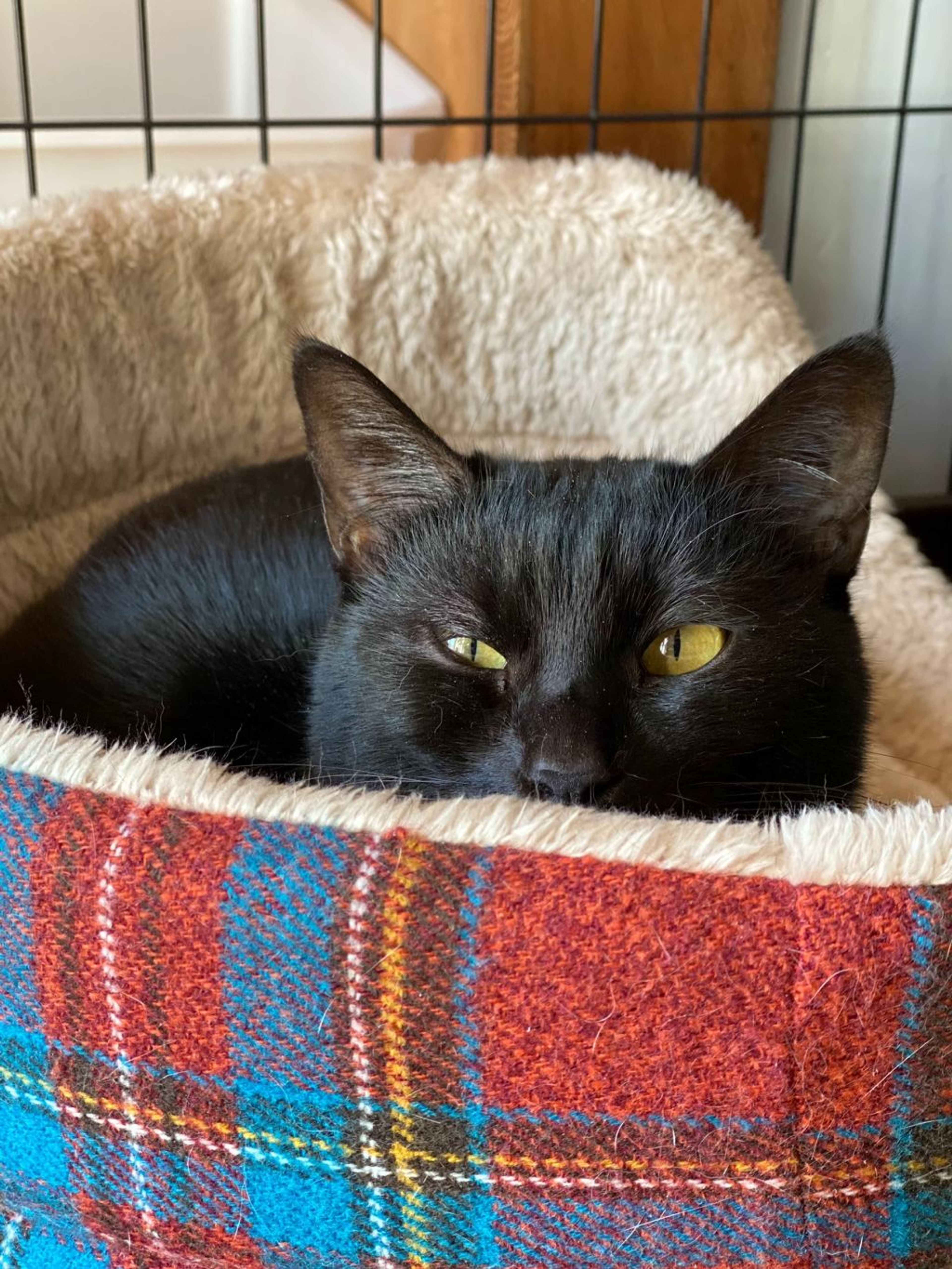 pet-image-9