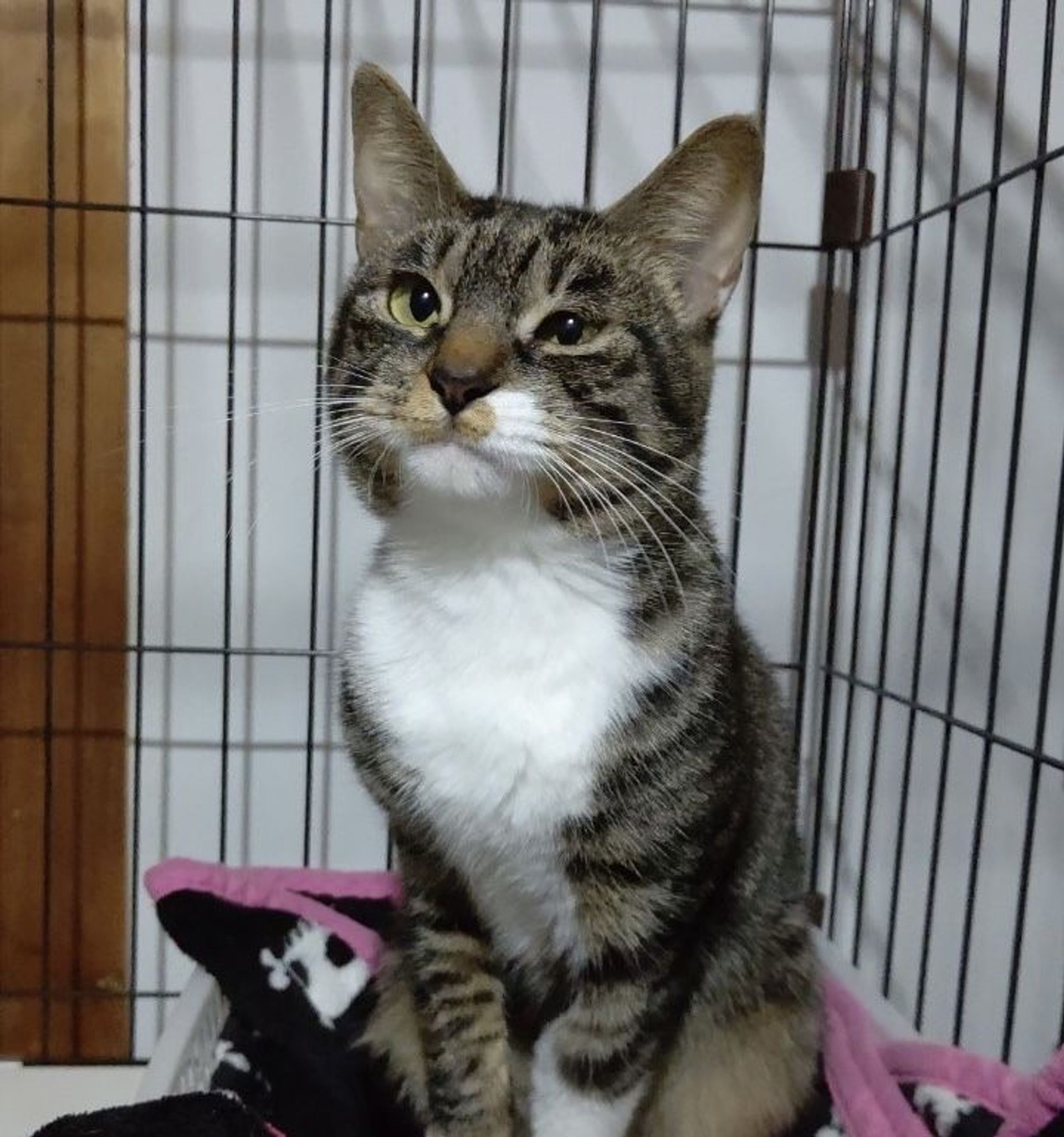 雑種（ミックス猫）・メスの里親募集の写真